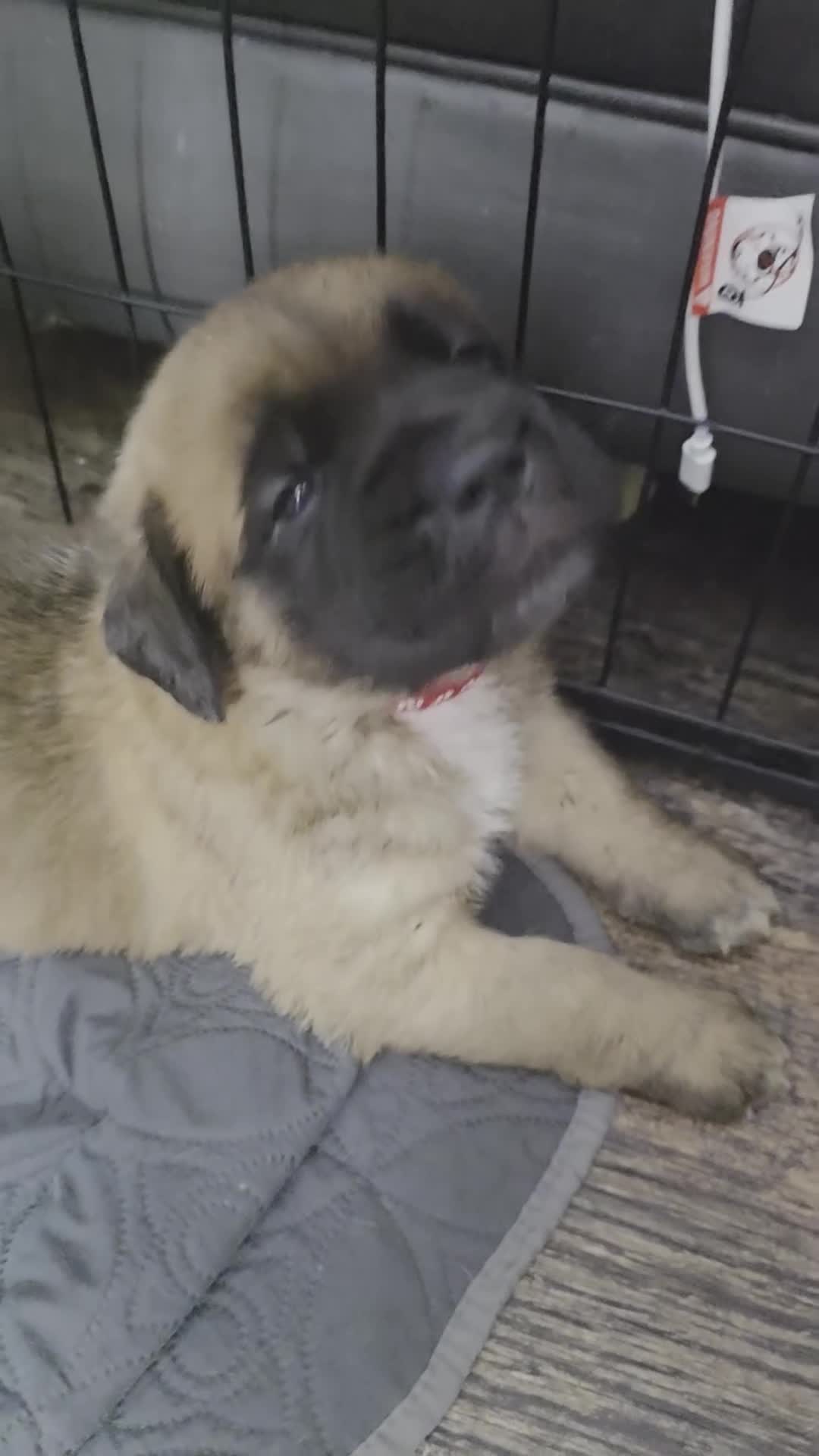 Saint Bernard dogs for sale: Saint de bordeaux puppy 1 girl 1 boy  - Video 3