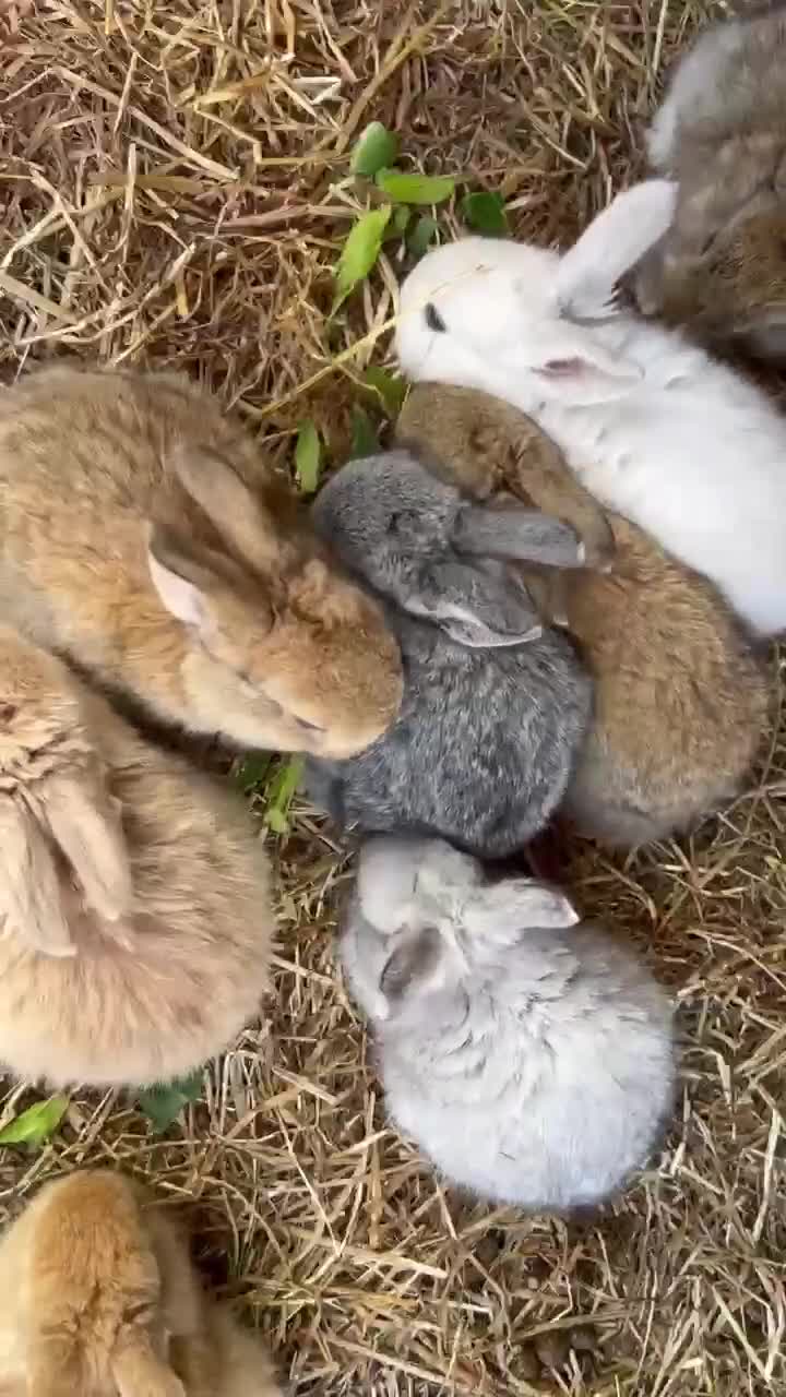 Mixed Breed rabbits for sale: Giant rabbits  in Merthyr Tydfil - Video 2