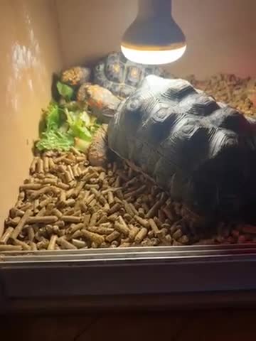 Tortoise reptiles for sale: Red footed tortoise - Video 1