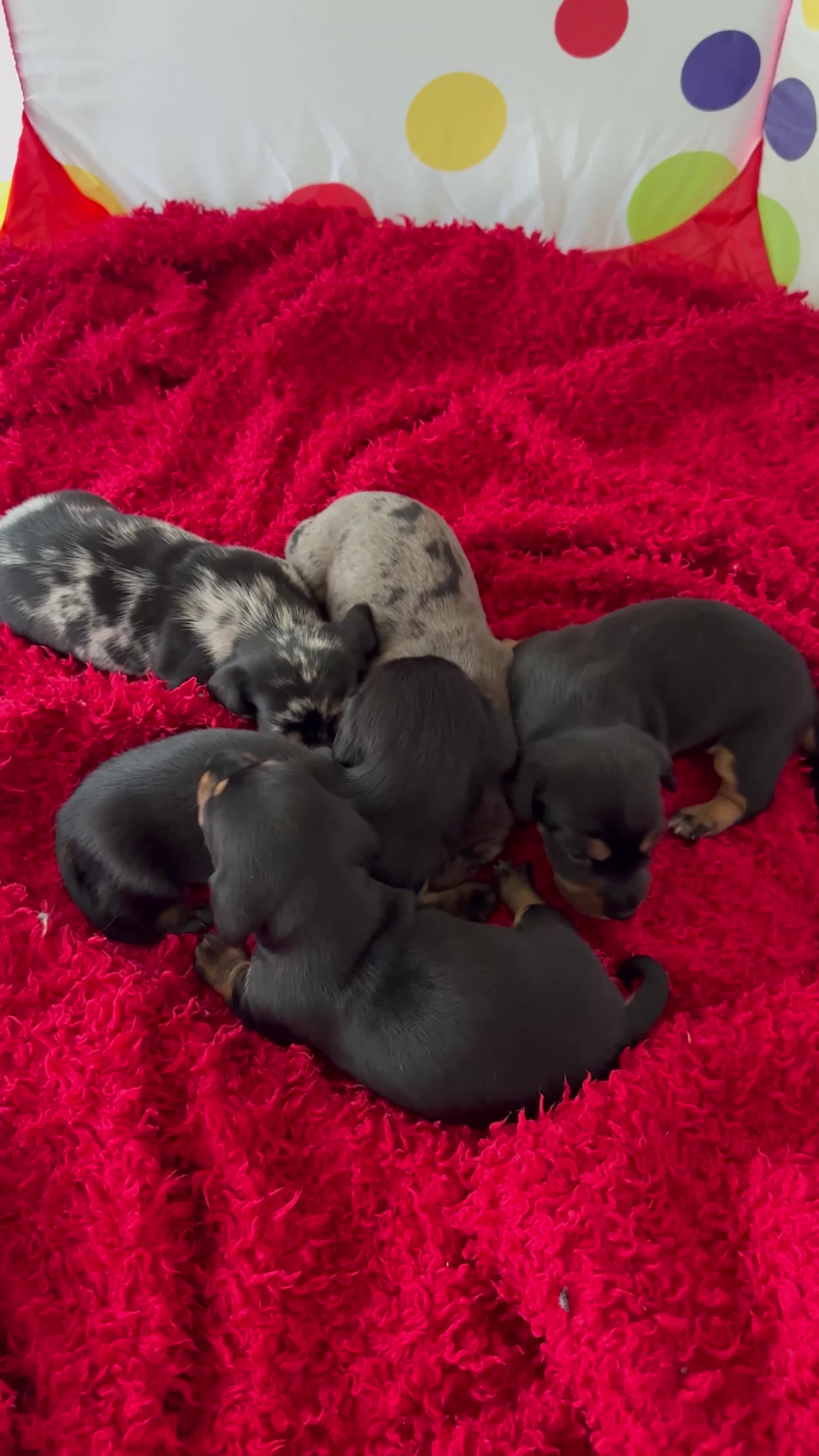 Dachshund dogs for sale: Pedigree Dachshund puppies PRA clear health tested - Video 1
