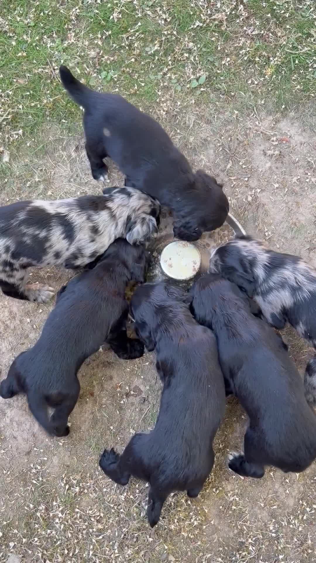 Cocker Spaniel dogs for sale: Working Cocker Spaniel Puppies  in Newmarket - Video 1