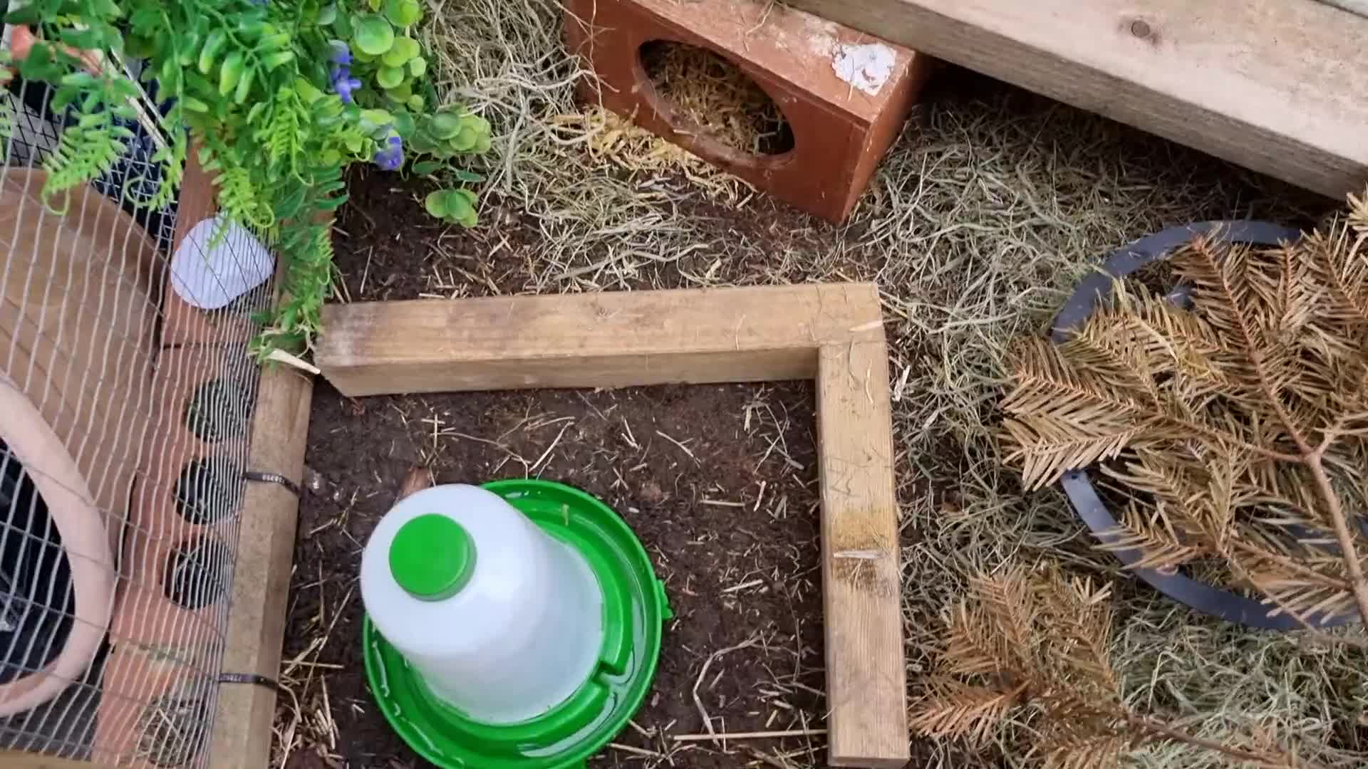 Quail poultry for sale: Coturnix quail chics - Video 1