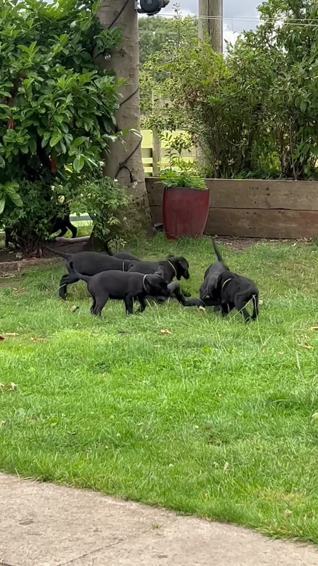 Labrador Retriever dogs for sale: KC Registered Black Labrador Pups 🐾 - Video 1