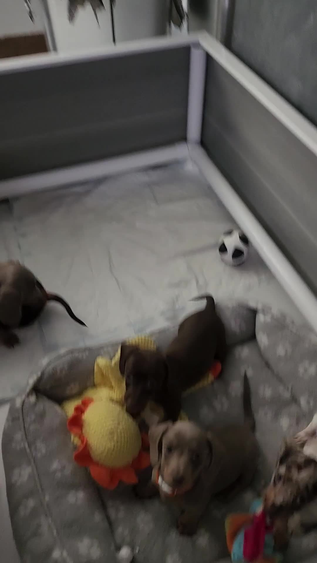 Miniature Dachshund dogs for sale: 🩷1 PETITE BABY LEFT💜READY TODAY HAD BOTH JABS 🩷 in Chorley - Video 3