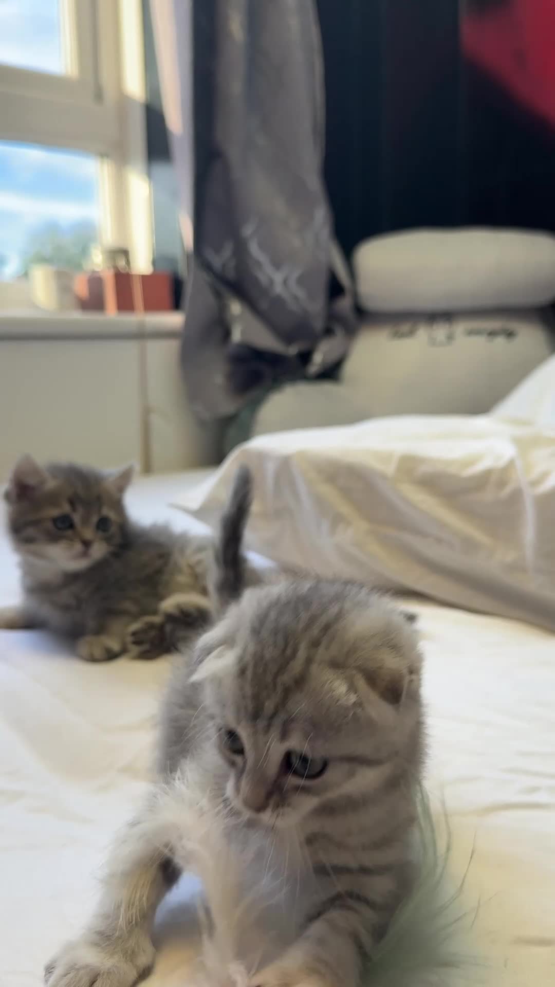 Scottish Fold cats for sale: Scottish Fold Kittens Available  - Video 4