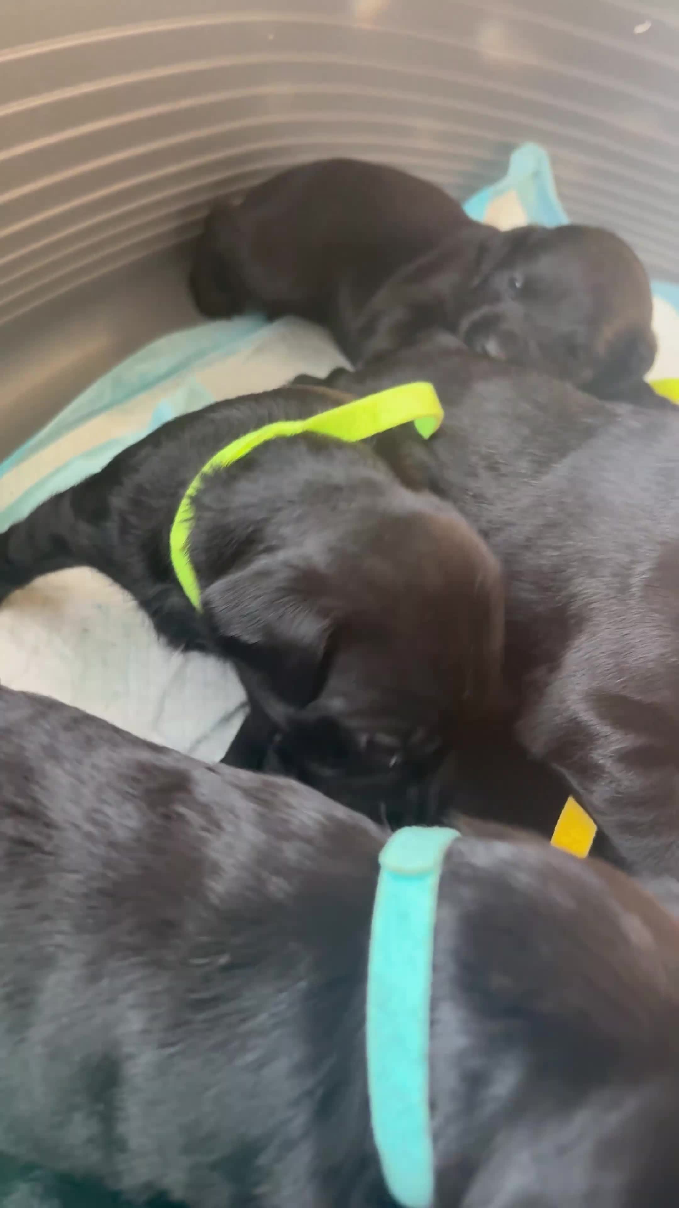 Cockerdor dogs for sale: Beautiful Cockerdor Puppies - Ready Soon in Blackburn - Video 2