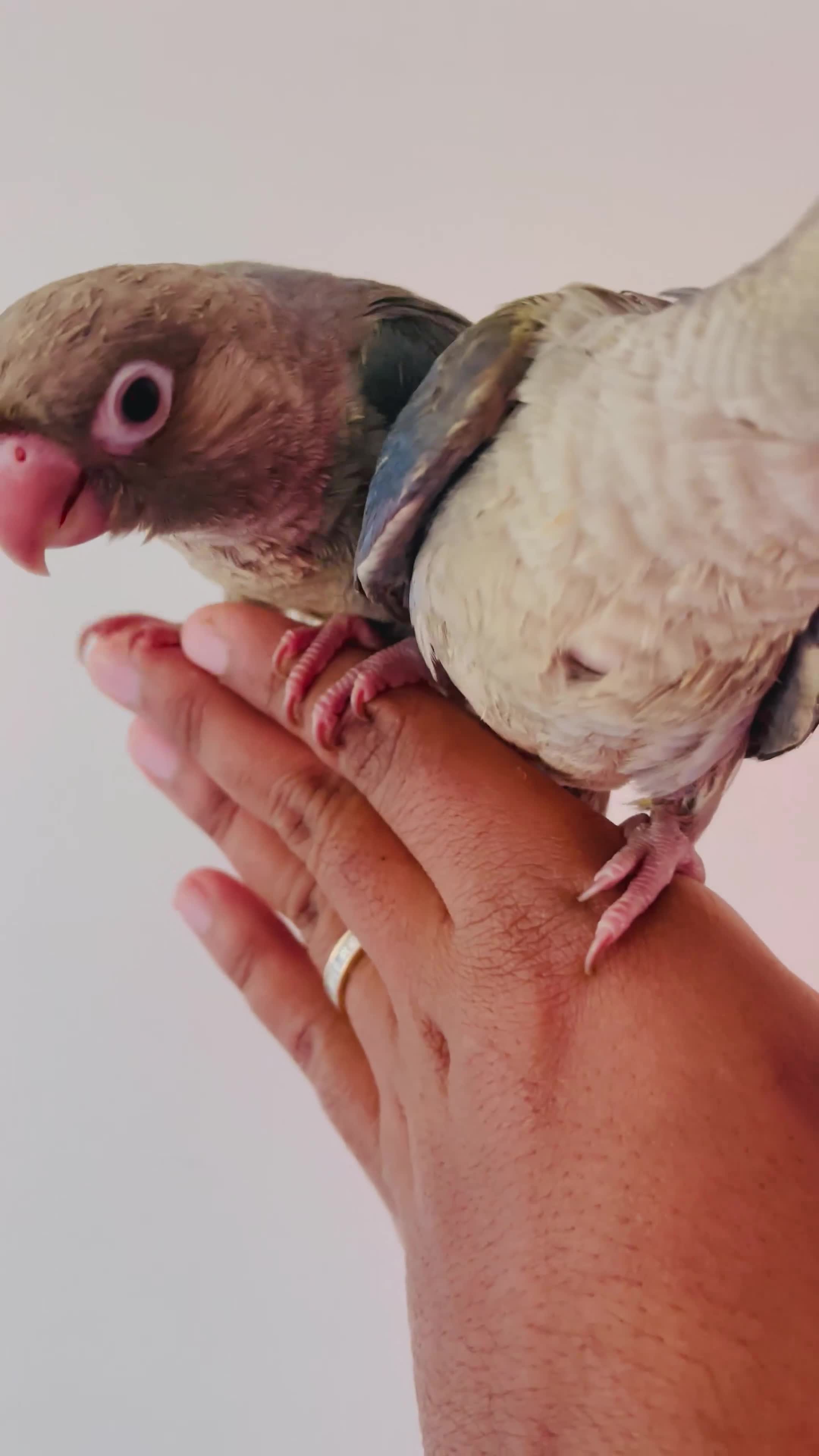 Conures birds for sale: Hand reared conures for sale  - Video 2