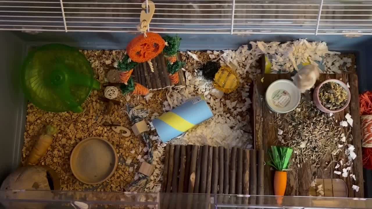 Hamster rodents for sale: Russian Dwarf Girl Looking for new home - Video 1