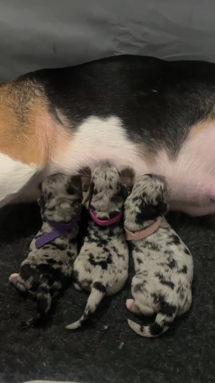 Mixed Breed dogs for sale: Beagle x cockapoo merle puppies - Video 3