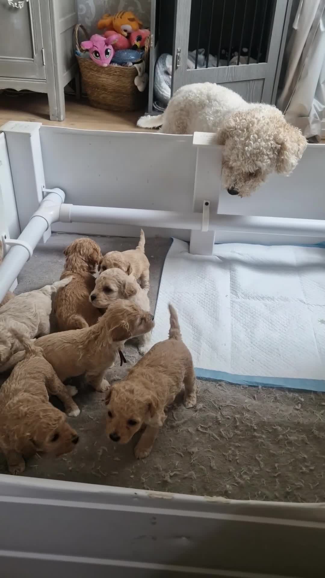 Cavapoo dogs for sale: Beautiful Cavapoo pups - Video 1