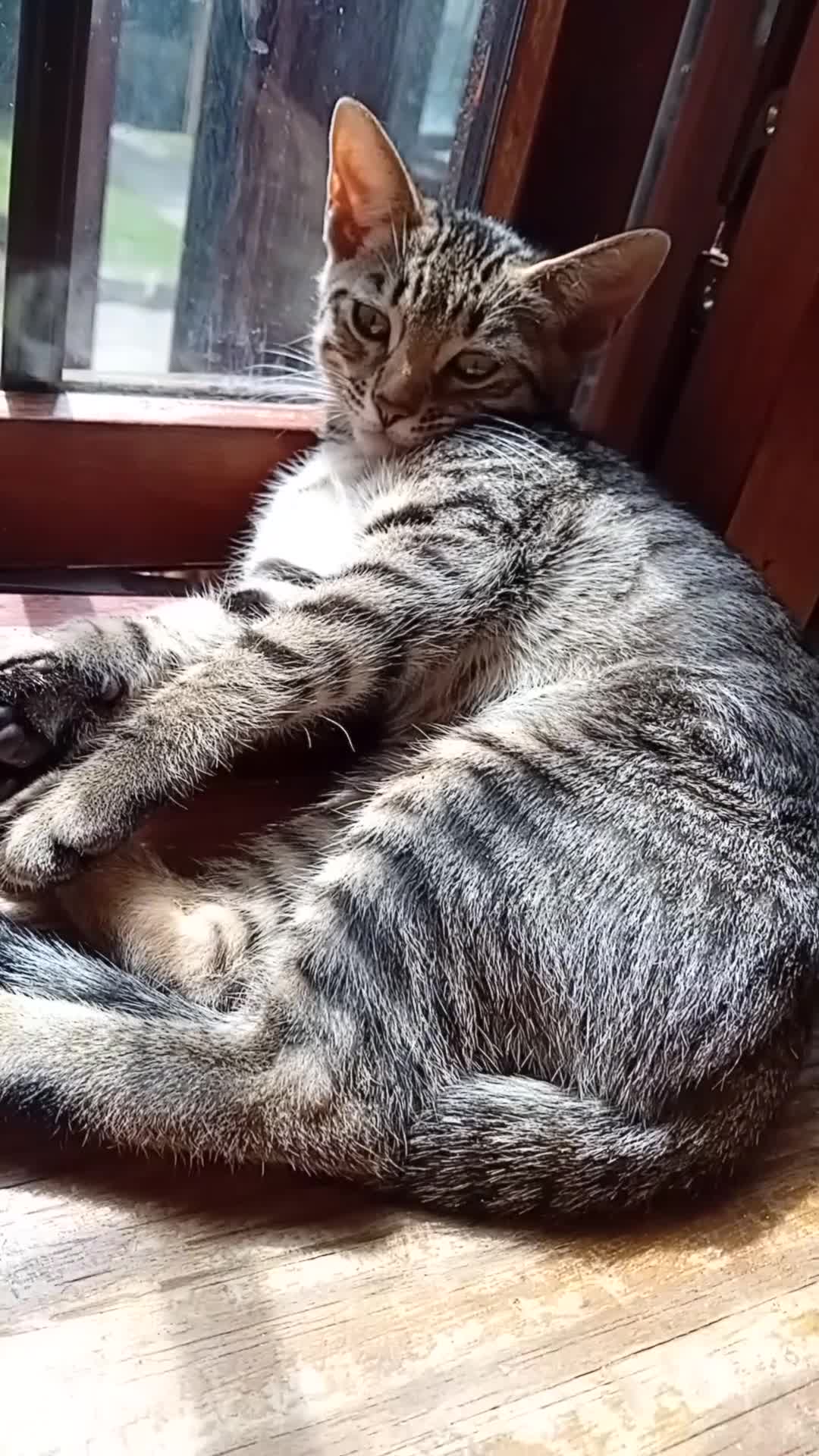 Bengal cats for sale: 🧡 Kitten Seeking One Well-Trained Human... 🐾 - Video 2