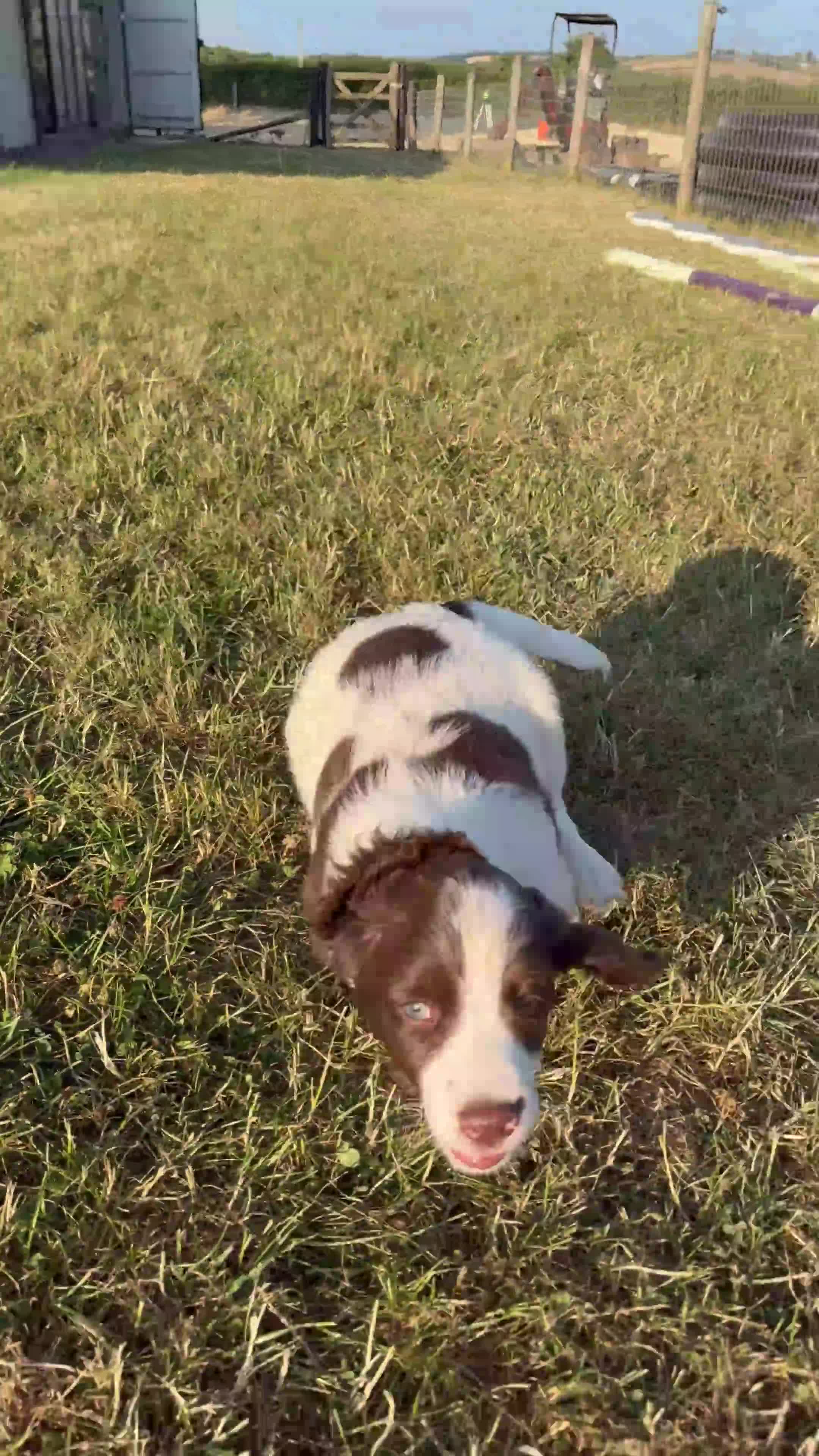 English Springer Spaniel dogs for sale: Springer Spaniel Puppy in Okehampton - Video 2
