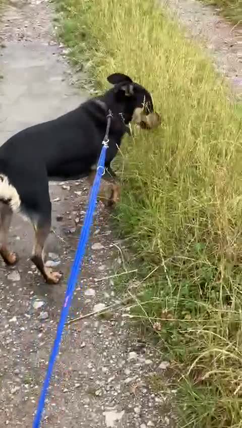 Mixed Breed dogs for adoption: Miss Maddy - 999 days in kennels 💔💔💔 in Caldicot - Video 2