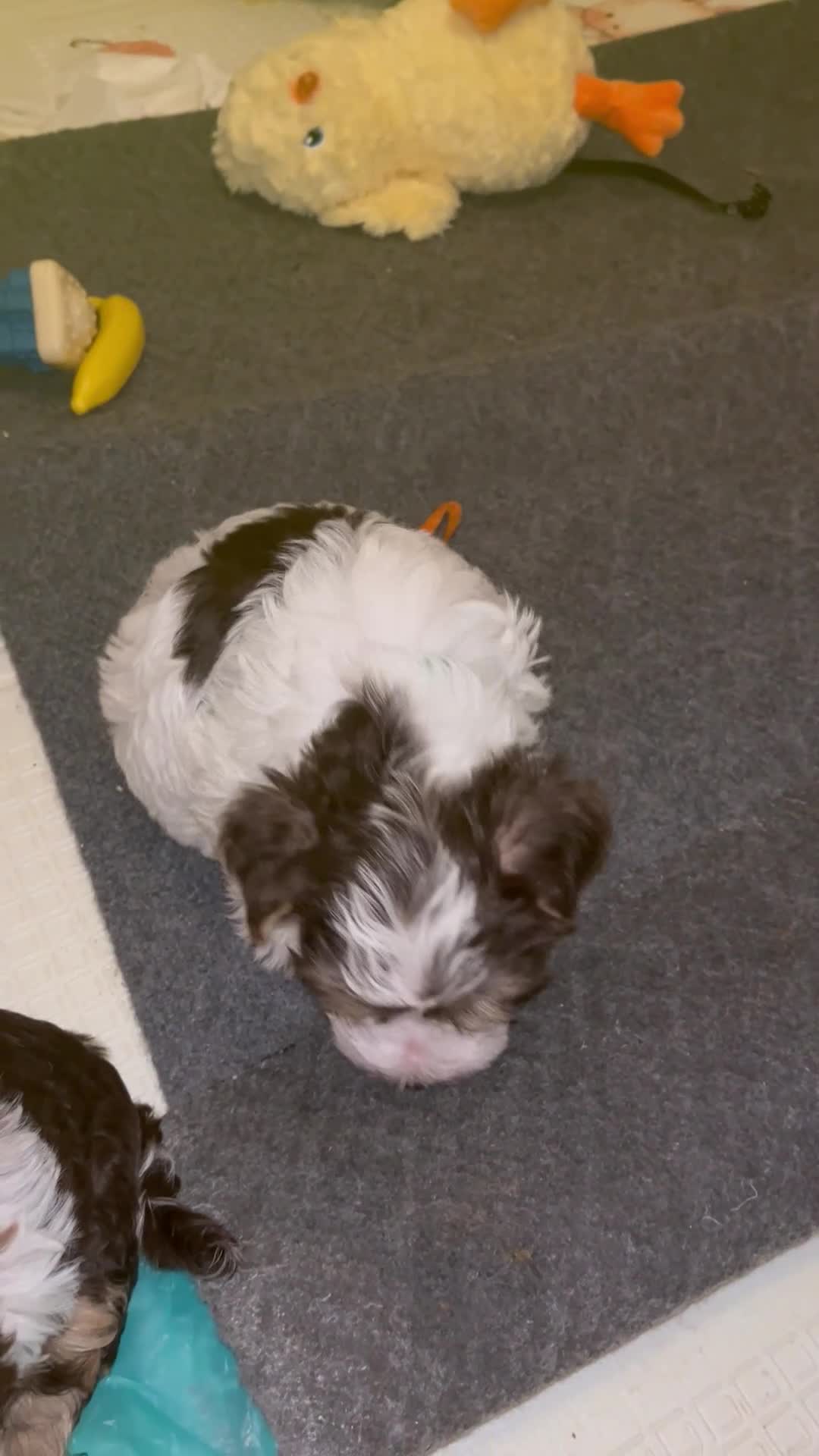 Yorkshire Terrier dogs for sale: READY NOW..PEDIGREE YORKSHIRE TERRIER FOR SALE - Video 2