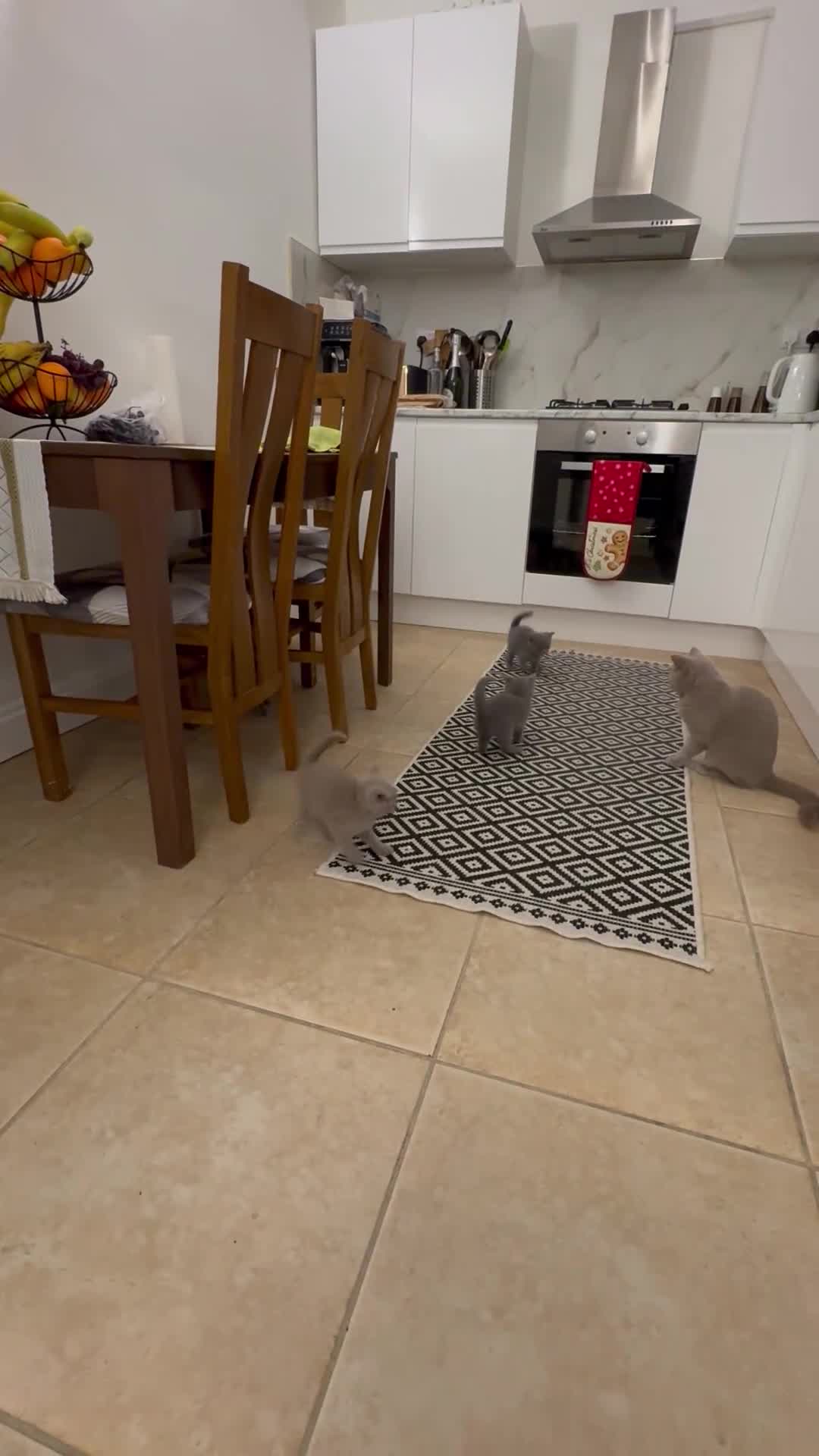 British Shorthair cats for sale:  ❤️Adorable British Shorthair Kittens❤️ - Video 1