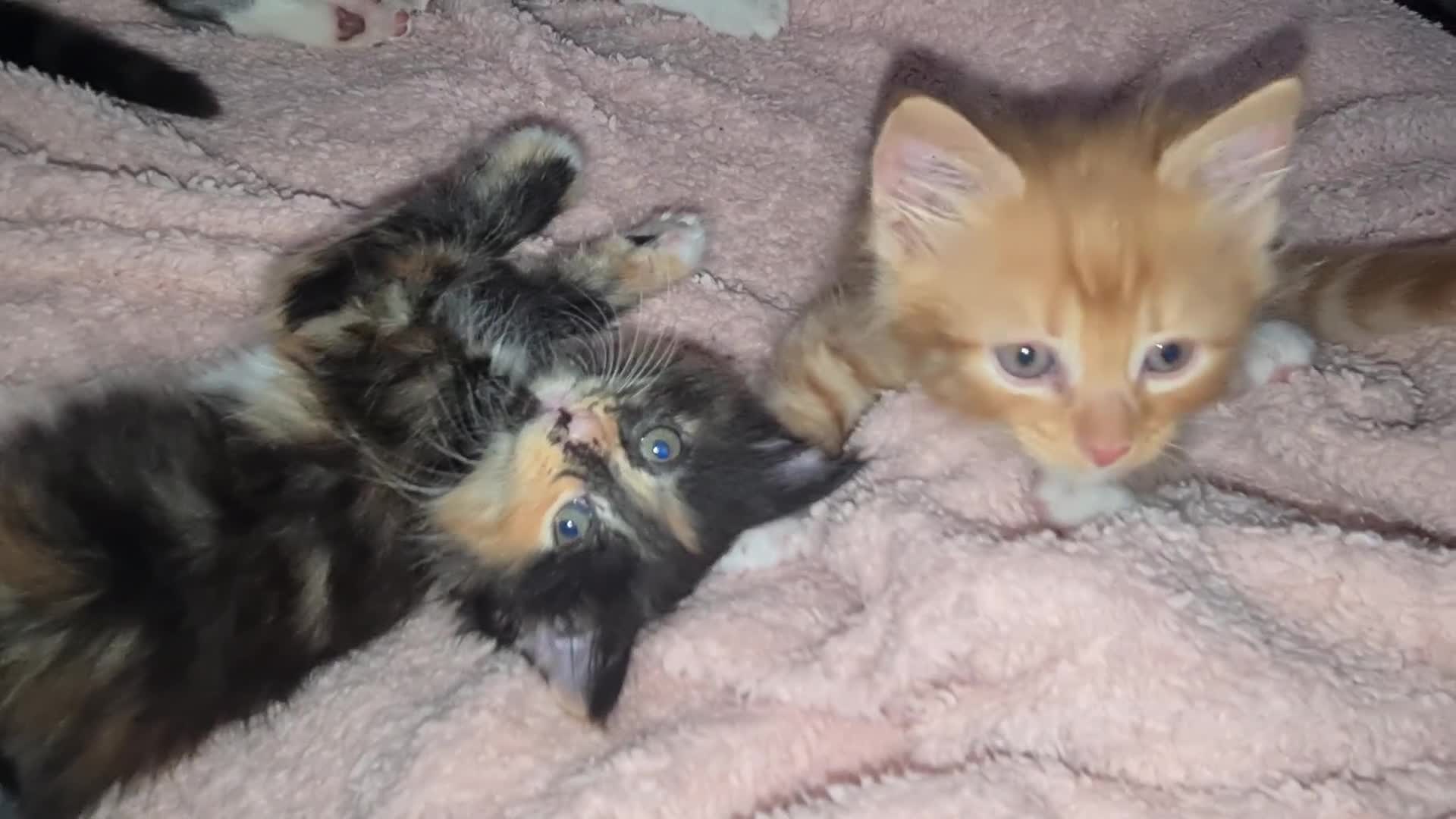 British Shorthair cats for sale: Beautiful brother and sister kittens  - Video 1