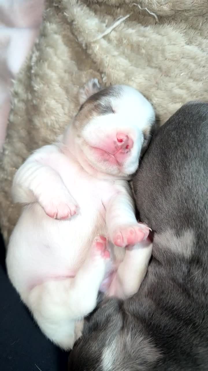 Mixed Breed dogs for sale: FOR SALE French Bull Wieners Puppies  in Stourport-on-Severn - Video 1
