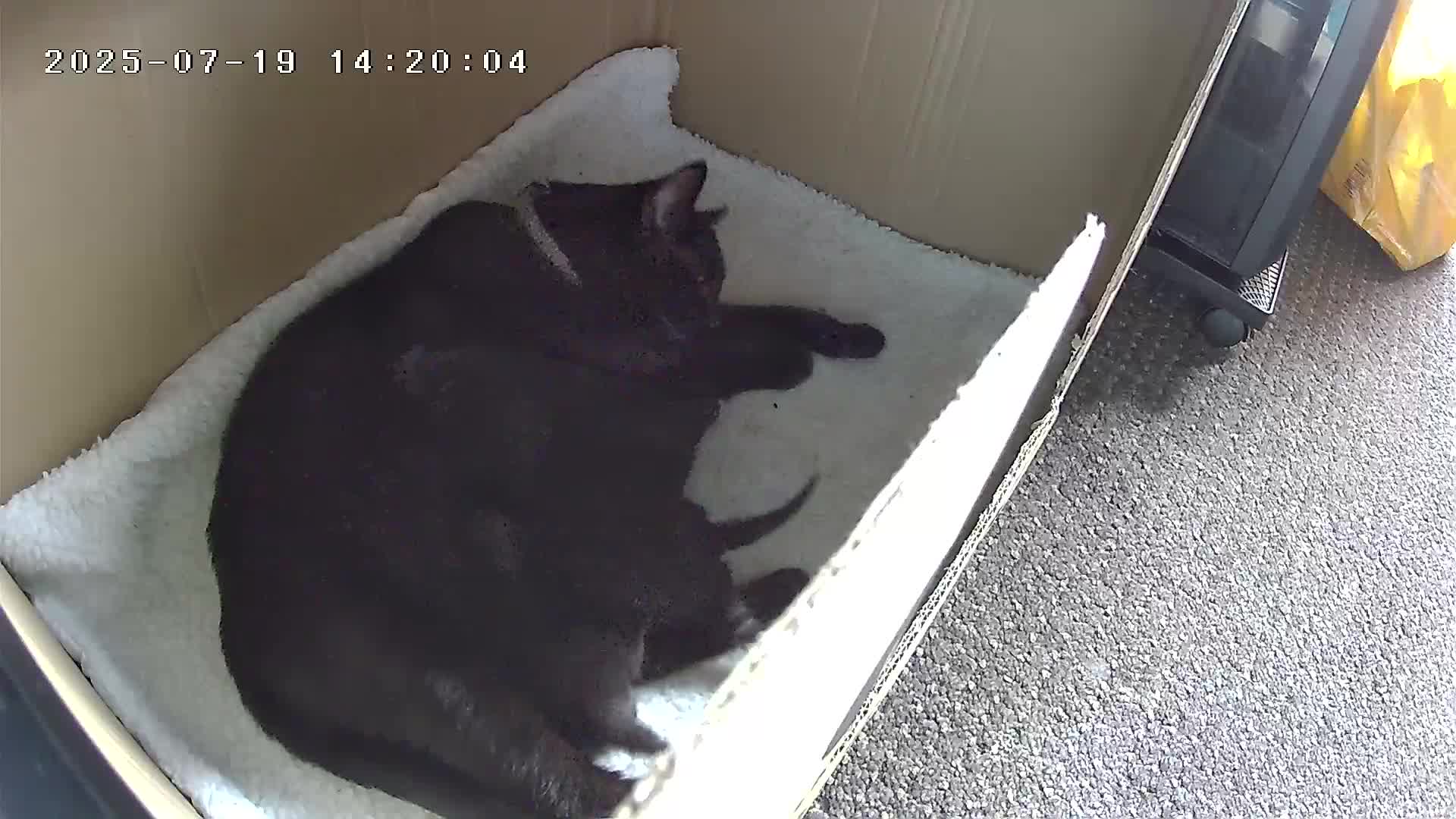 Bombay cats for sale: Female kitten - Video 1