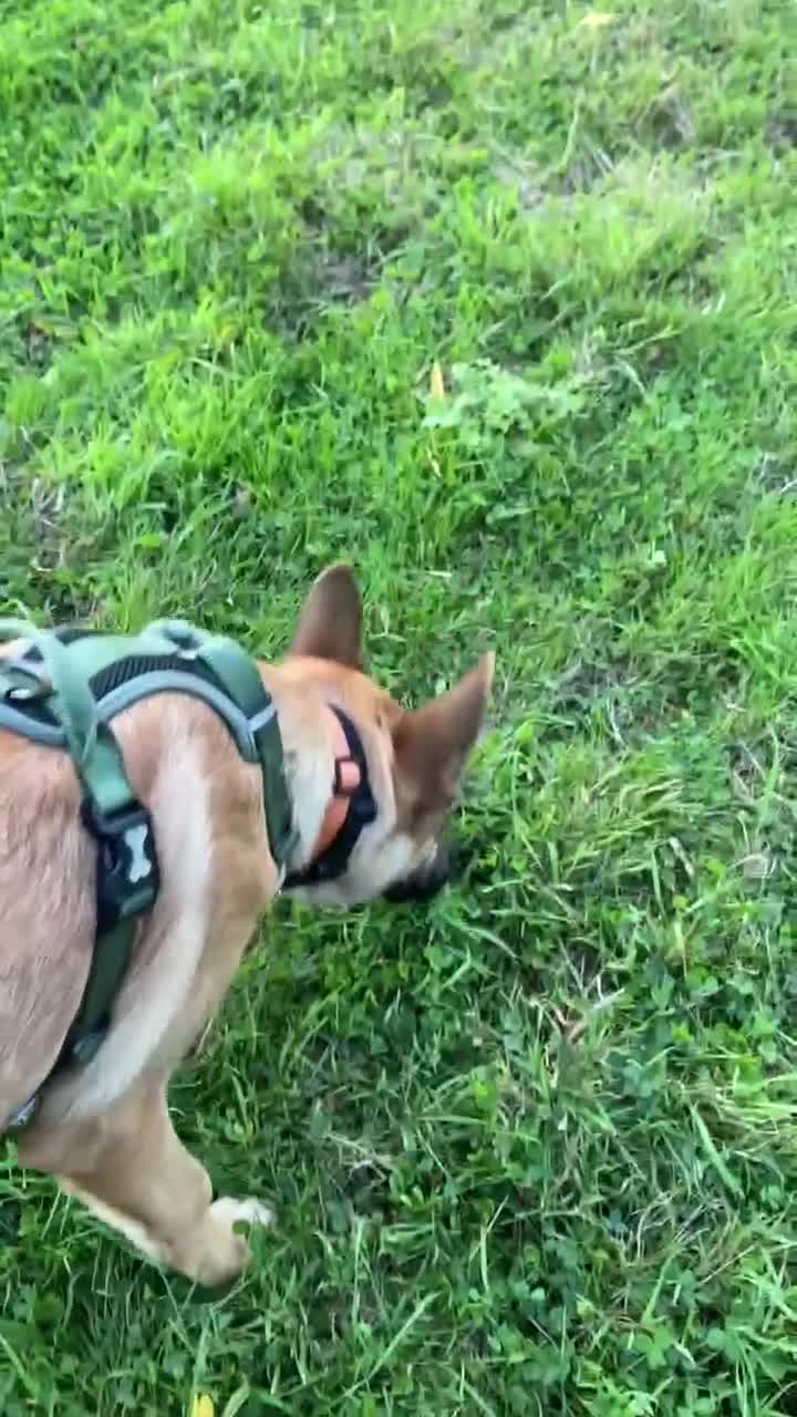 Mixed Breed dogs for adoption: Arnie is looking for the best home  - Video 1