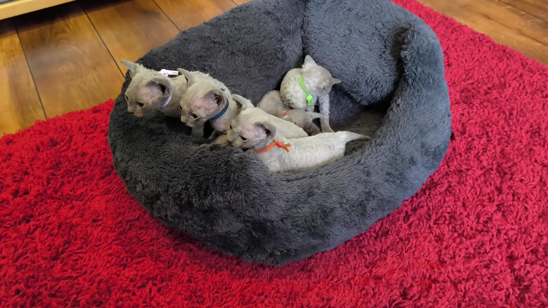 Sphynx cats for sale: Stunning Blue/Grey Sphynx Kittens (Litter of 6) - Video 3