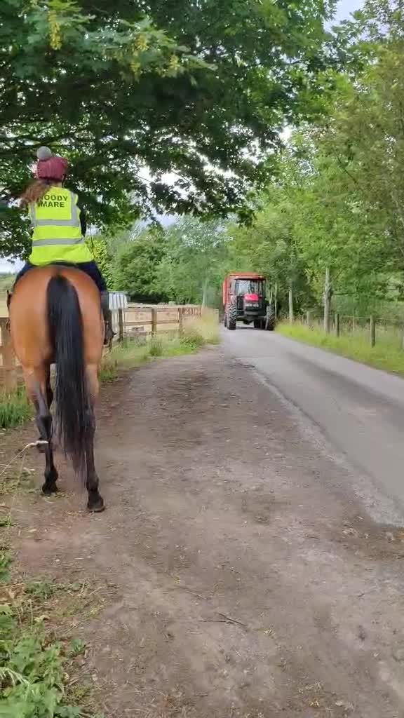 Irish Thoroughbred horses for sale: Exceptional Chunky Tb bright bay horse For sale  - Video 2