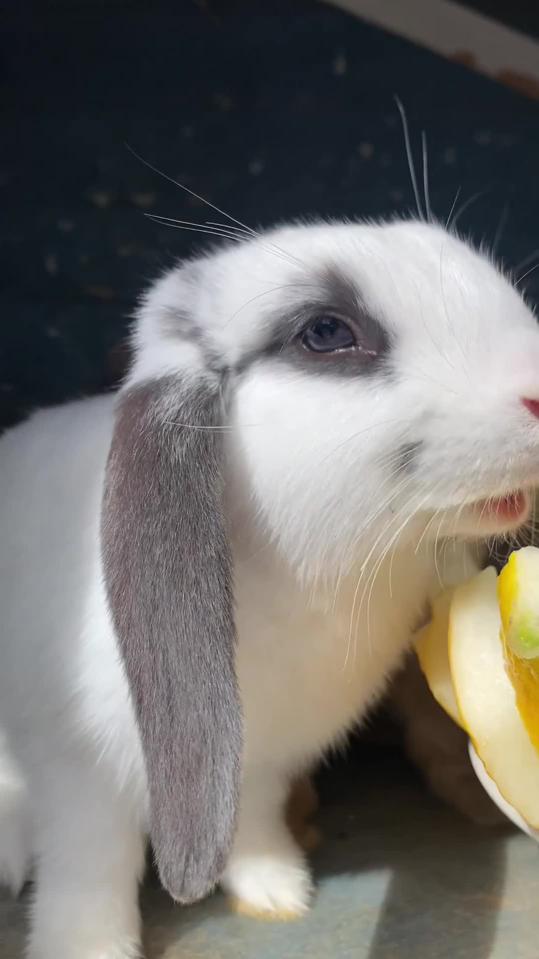Mini Lop rabbits for sale: Marshmallow  - Video 1