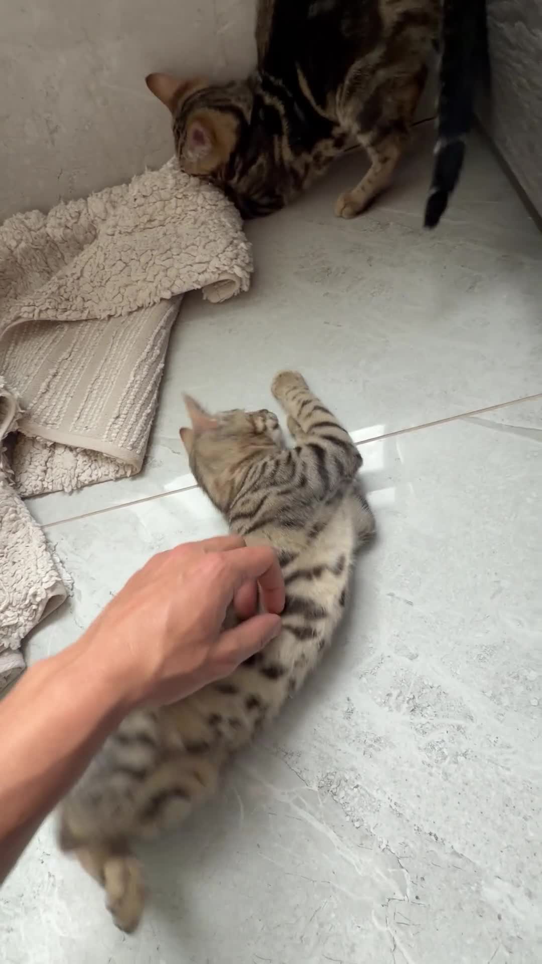 Mixed Breed cats for sale: BENGAL MIX KITTENS 4 SALE SOUTH LONDON - Video 4