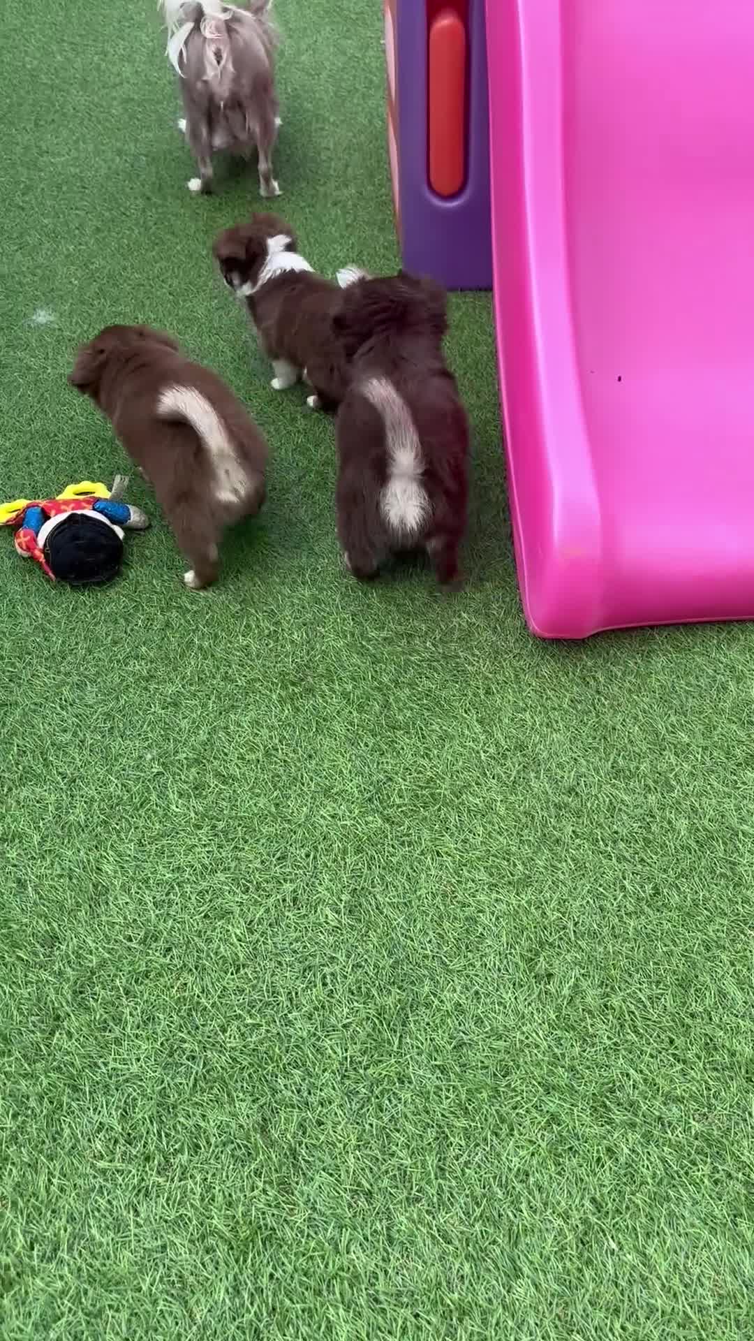 Chihuahua dogs for sale: Amazing tiny long coat girl puppy  - Video 1