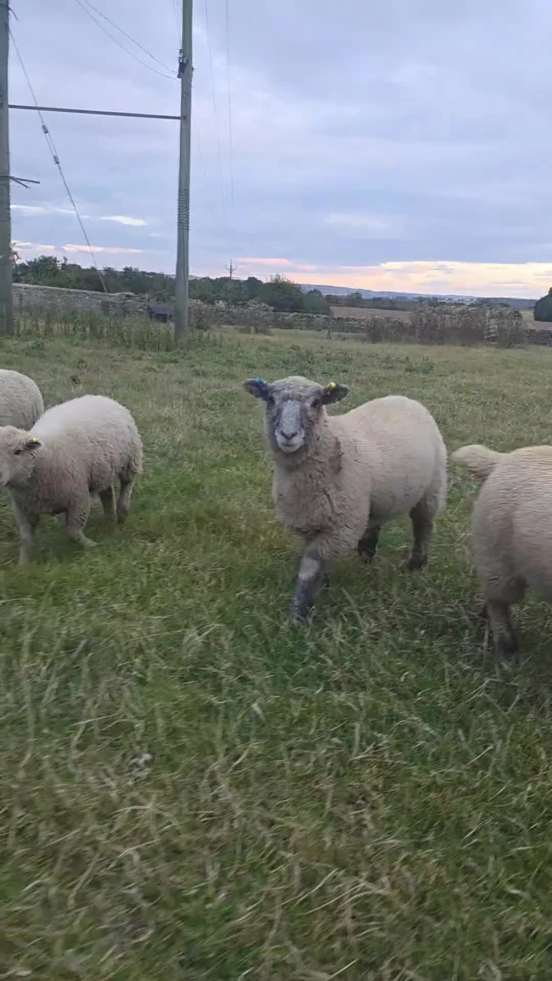 Sheep livestock for sale: Babydoll southdown cross lambs - Video 1