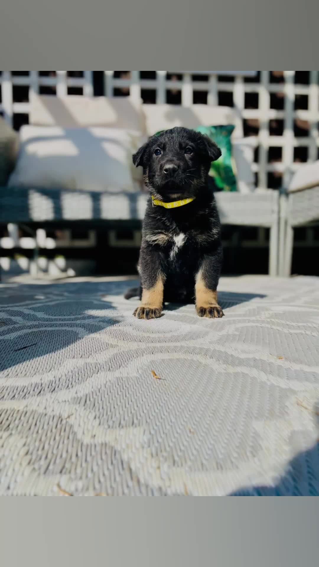 German Shepherd dogs for sale: Pedigree Club documents german shepherds puppies - Video 1