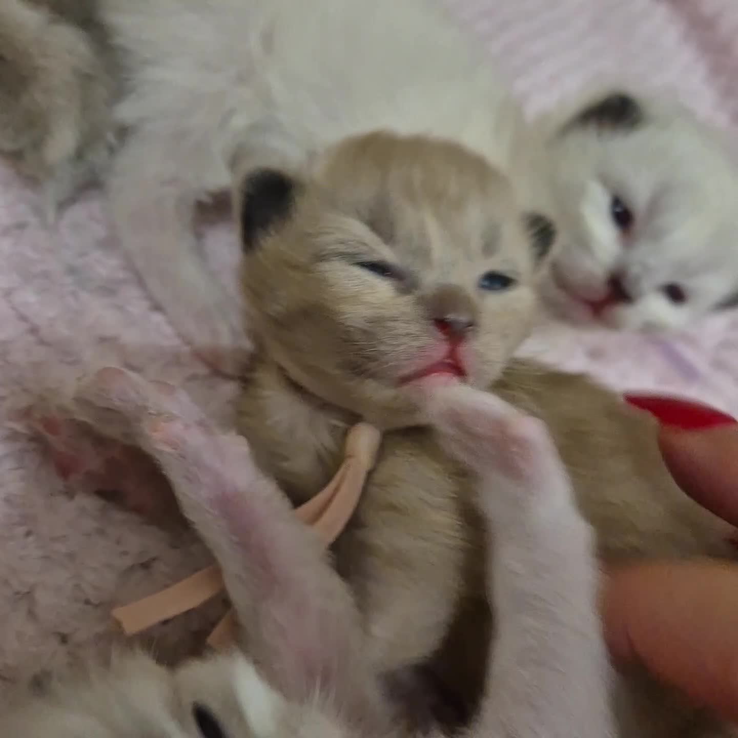 Ragdoll cats for sale: Quality ragdoll kittens 🐾 Sepias & traditional  - Video 1