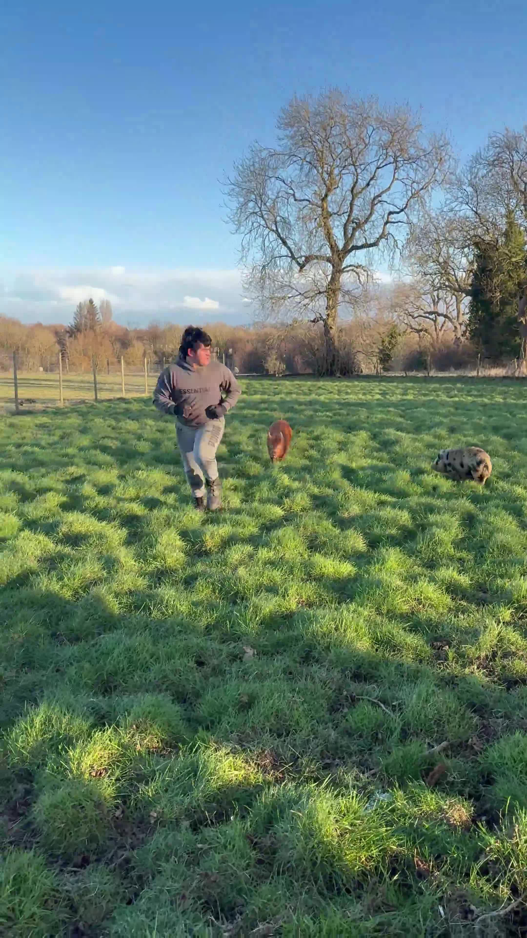 Pig livestock for sale: 2 pigs  - Video 2