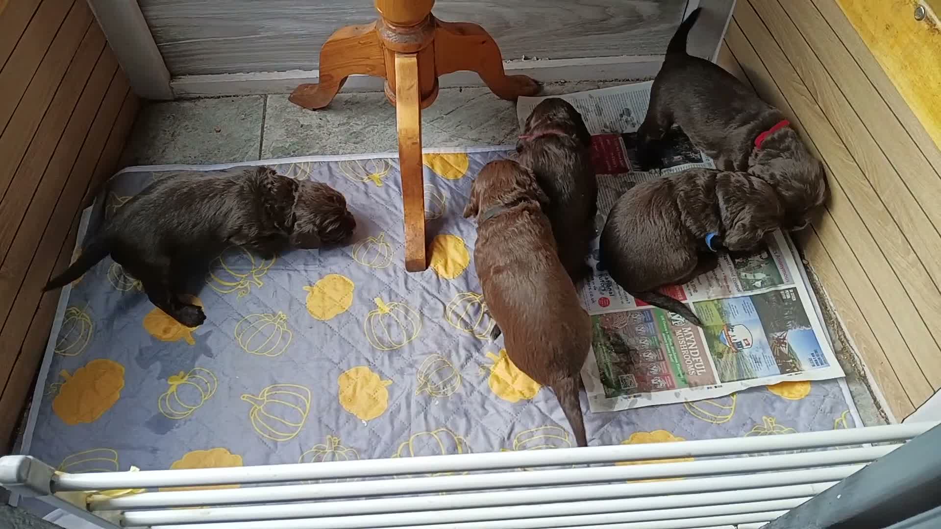 Sprocker dogs for sale: Sproker spaniel pups  - Video 1