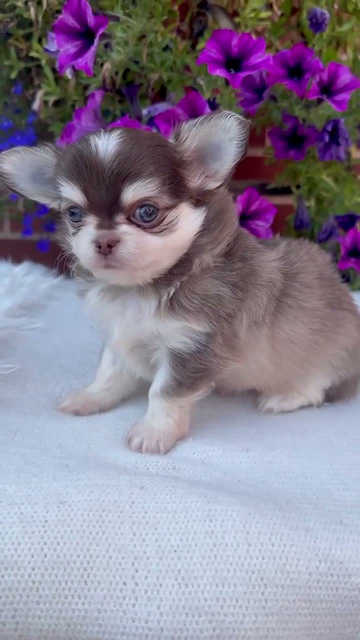 Chihuahua dogs for sale: 🤎🐾🖤Exotic LC RKC Husky Marking Boys🖤🐾🤎 - Video 1