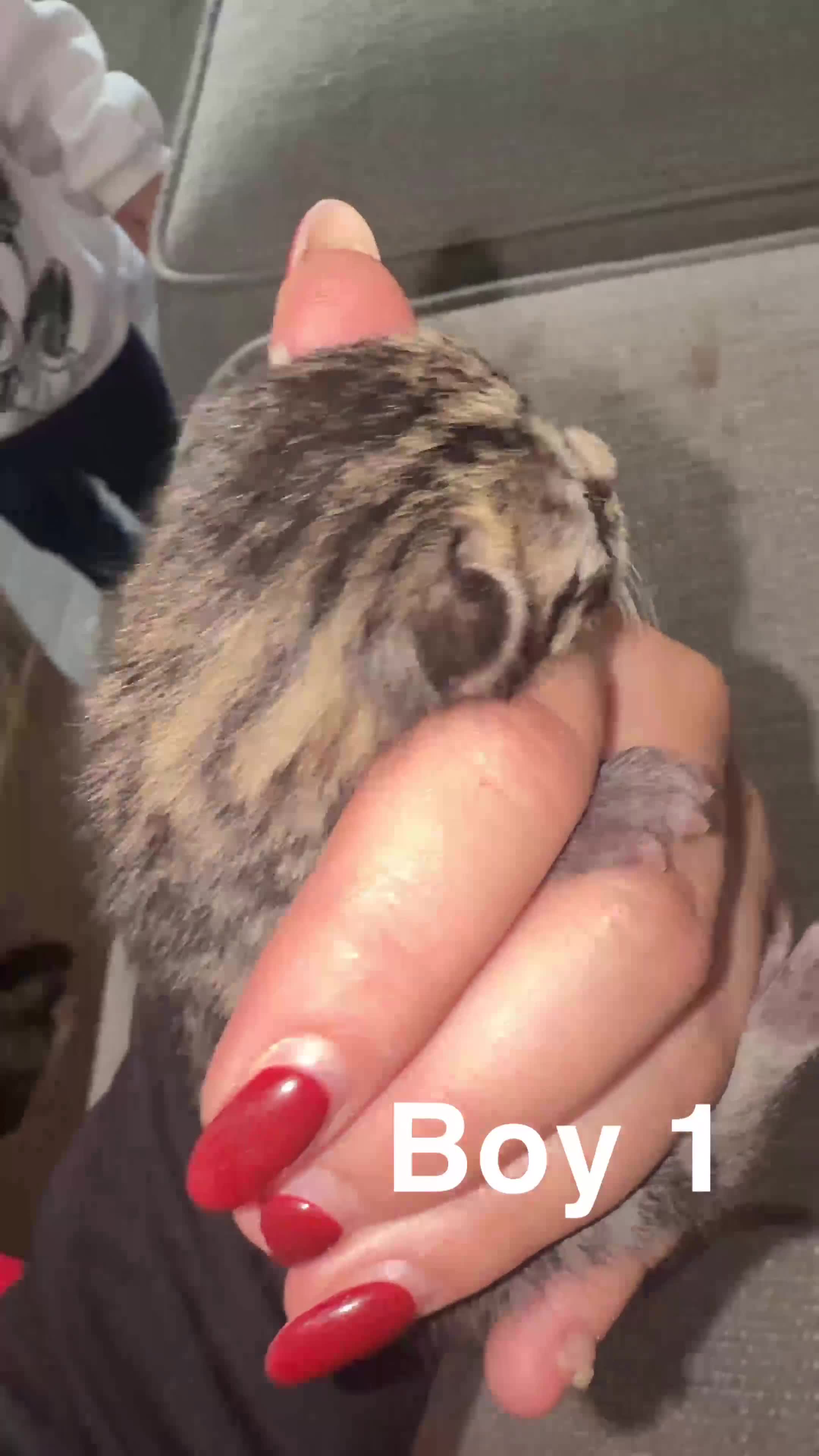 Mixed Breed cats for sale: Ragdoll x tabby kittens  - Video 1