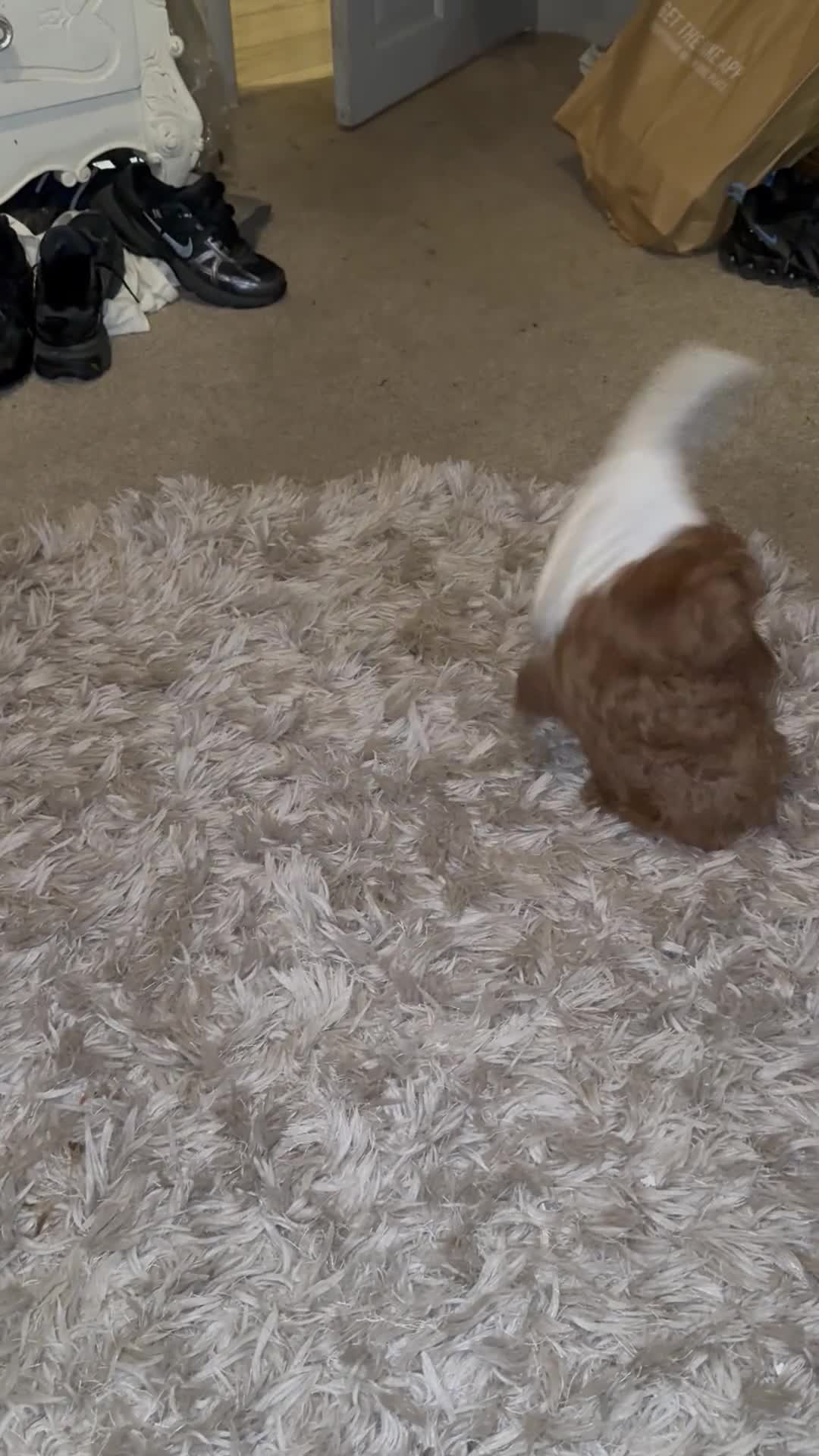 Maltipoo dogs for sale: stunning maltipoo pups  - Video 1