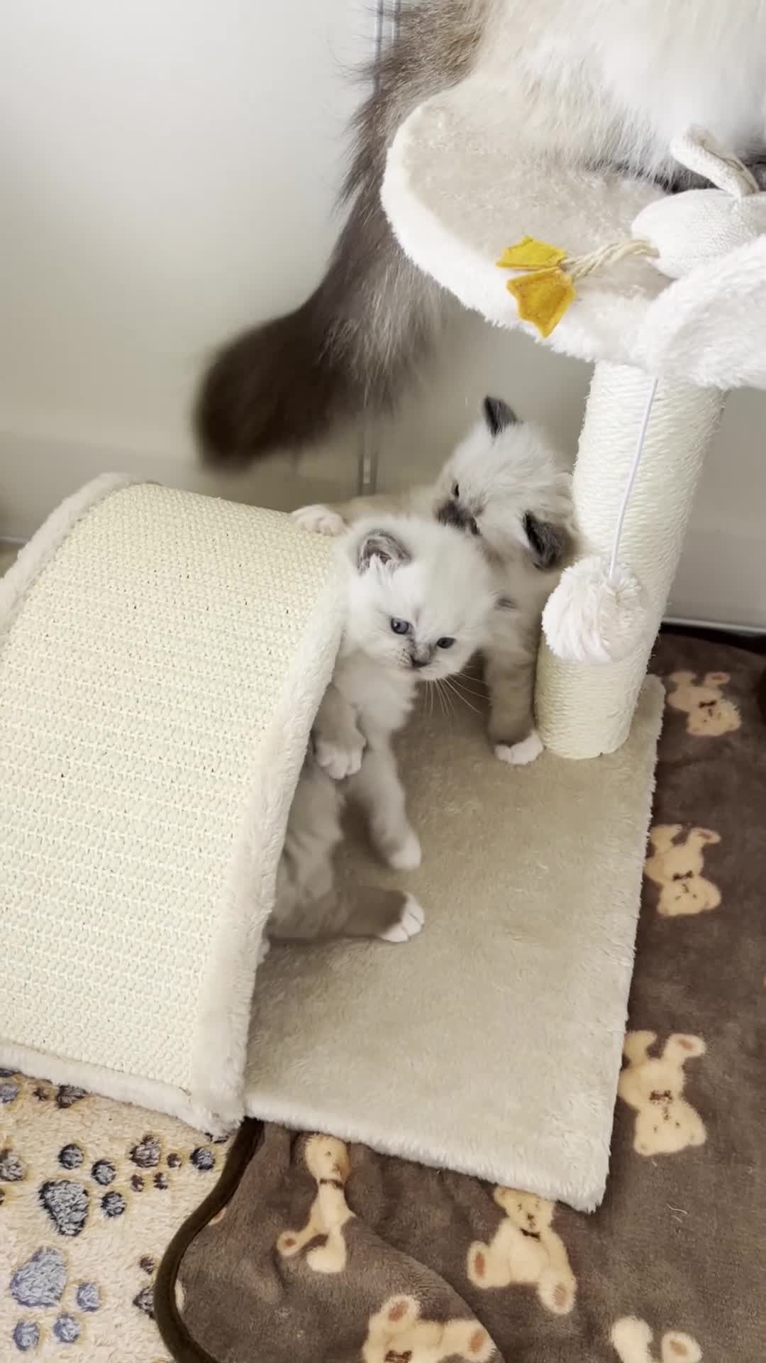 Ragdoll cats for sale: Pedigree Ragdoll Kittens 1 Girl & 1 Boy Available  - Video 1