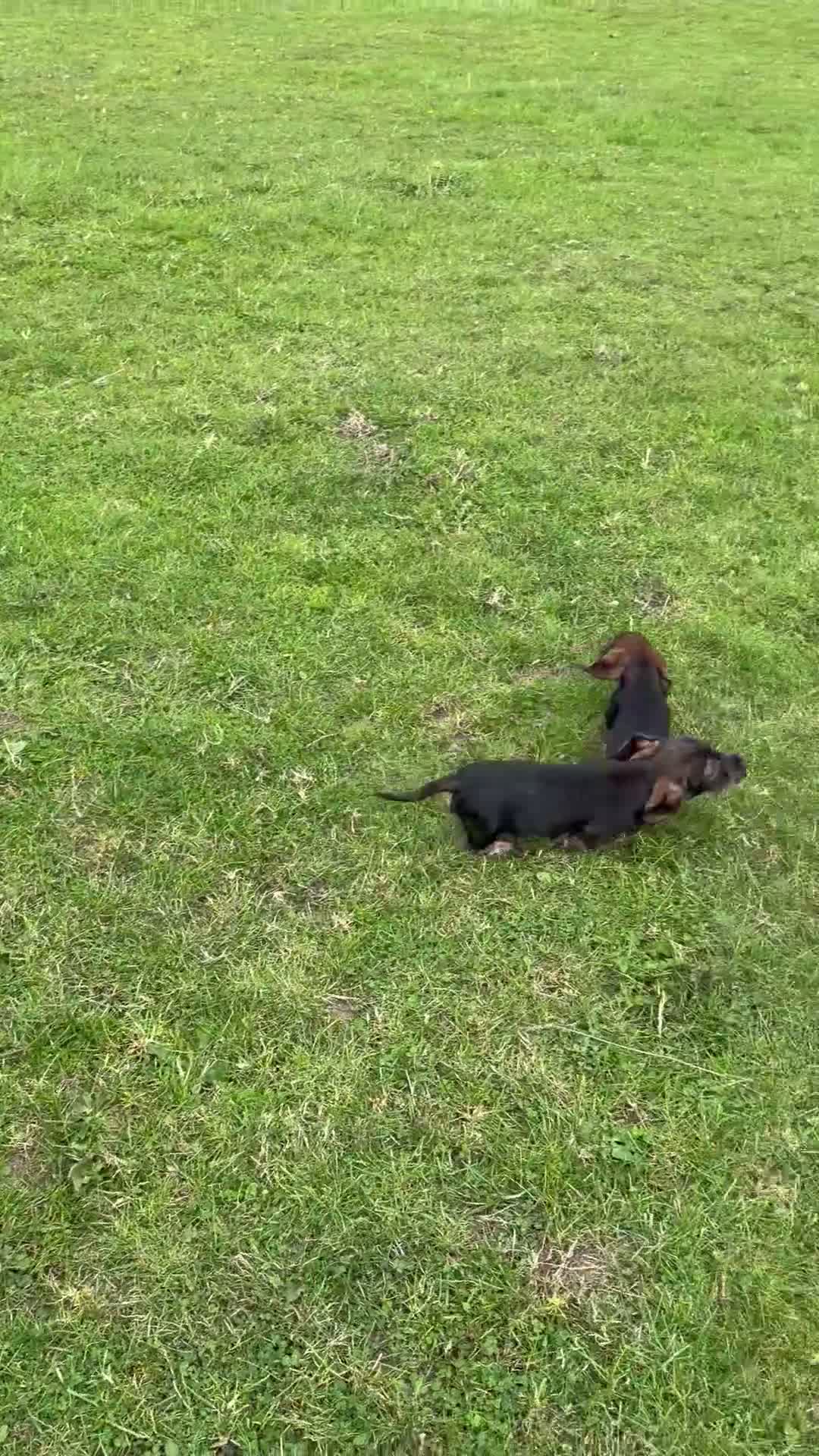 Dachshund dogs for sale: Wire haired Dachshund   - Video 2
