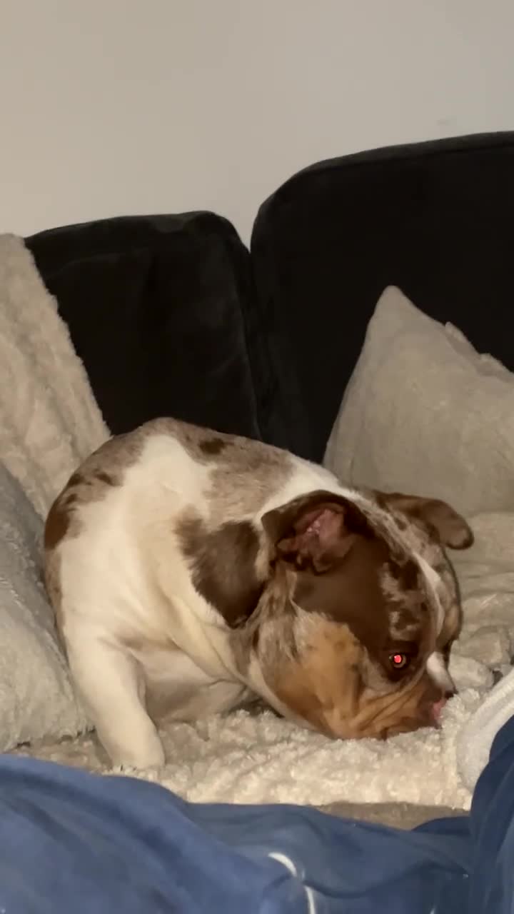 American Bully dogs for stud: Micro bully EDDIE MUPRHY  - Video 1