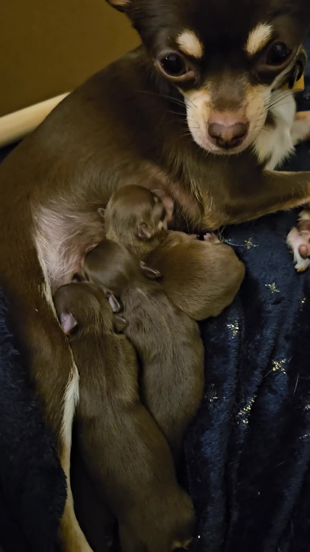 Chihuahua dogs for sale: Chihuahua pups - Video 1
