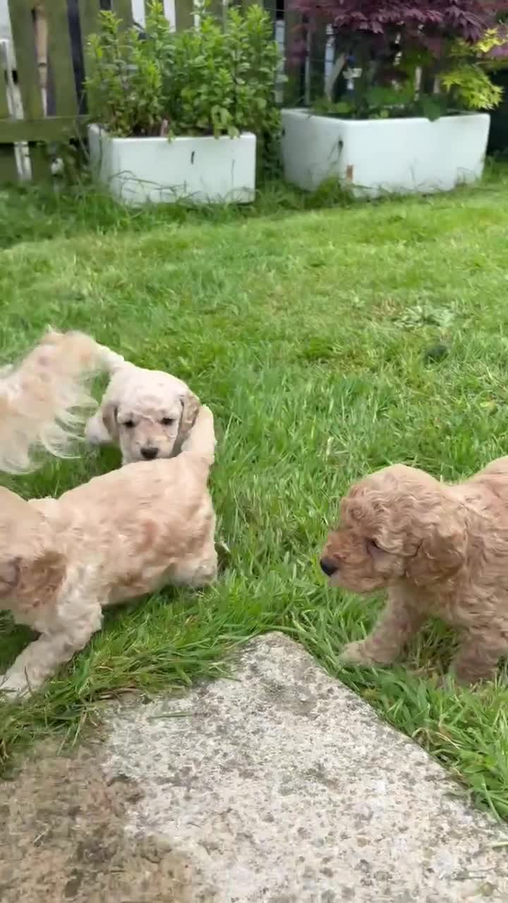 Mixed Breed dogs for sale: Adorable  cockapoo x Cavapoo puppies  - Video 1