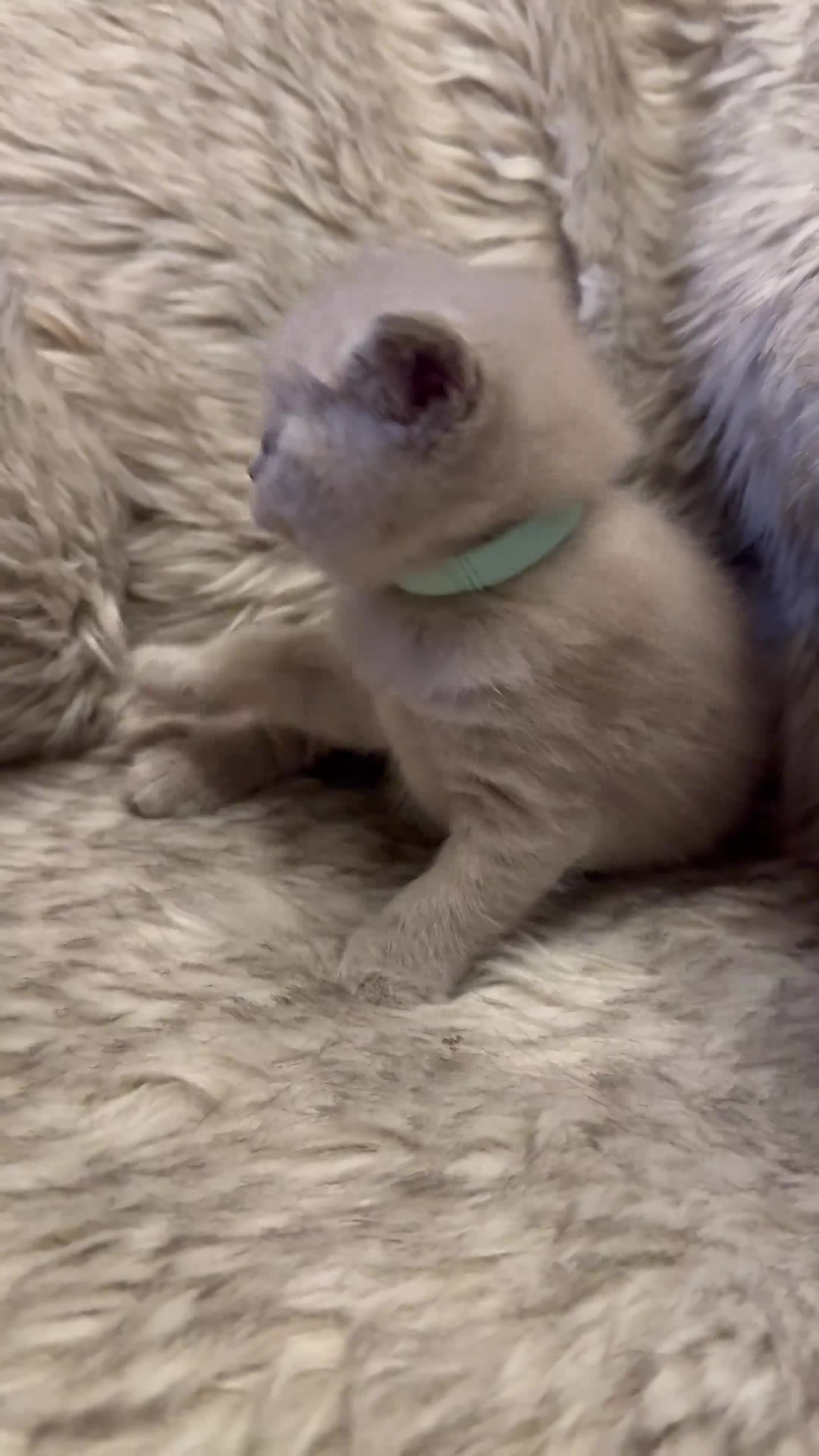 British Shorthair cats for sale: Supreme Champion Line British Shorthair Kittens - Video 4