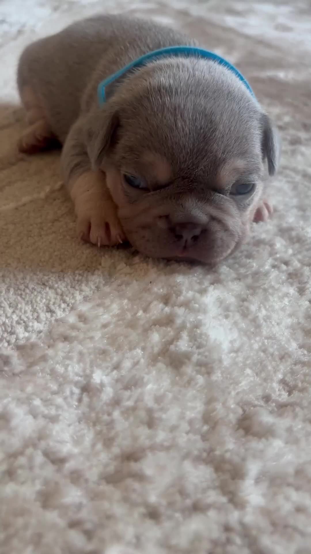 French Bulldog dogs for sale: Stunning Litter of French Bulldogs  - Video 3