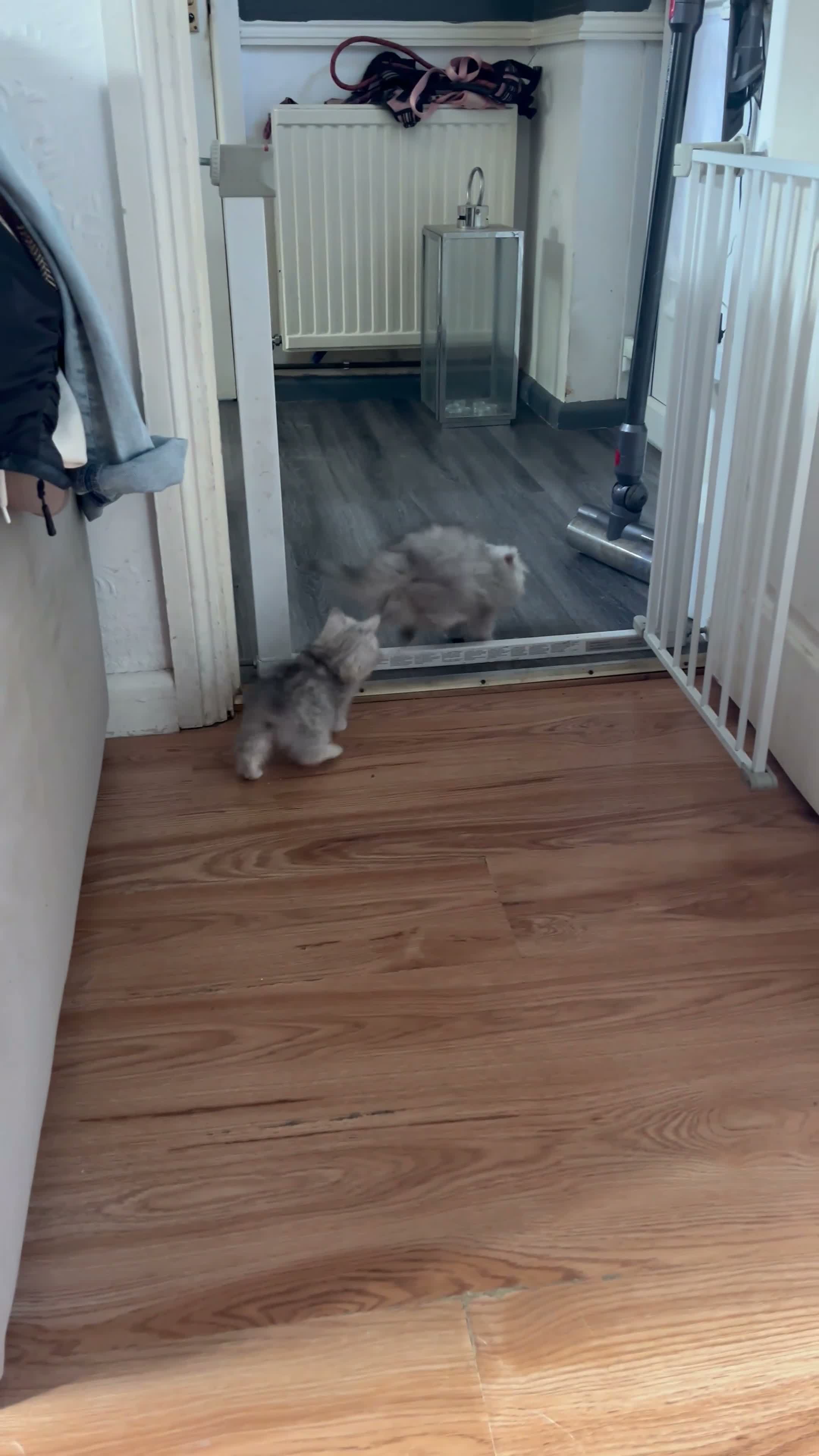 Persian cats for sale: Chinchilla Persians  - Video 2