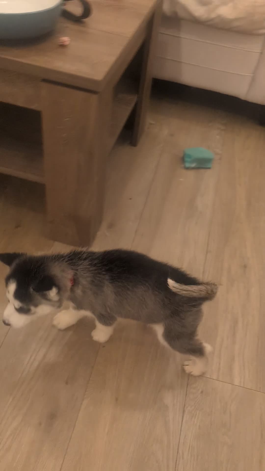 Siberian Husky dogs for sale: 5 Syberrian Husky puppies - Video 5