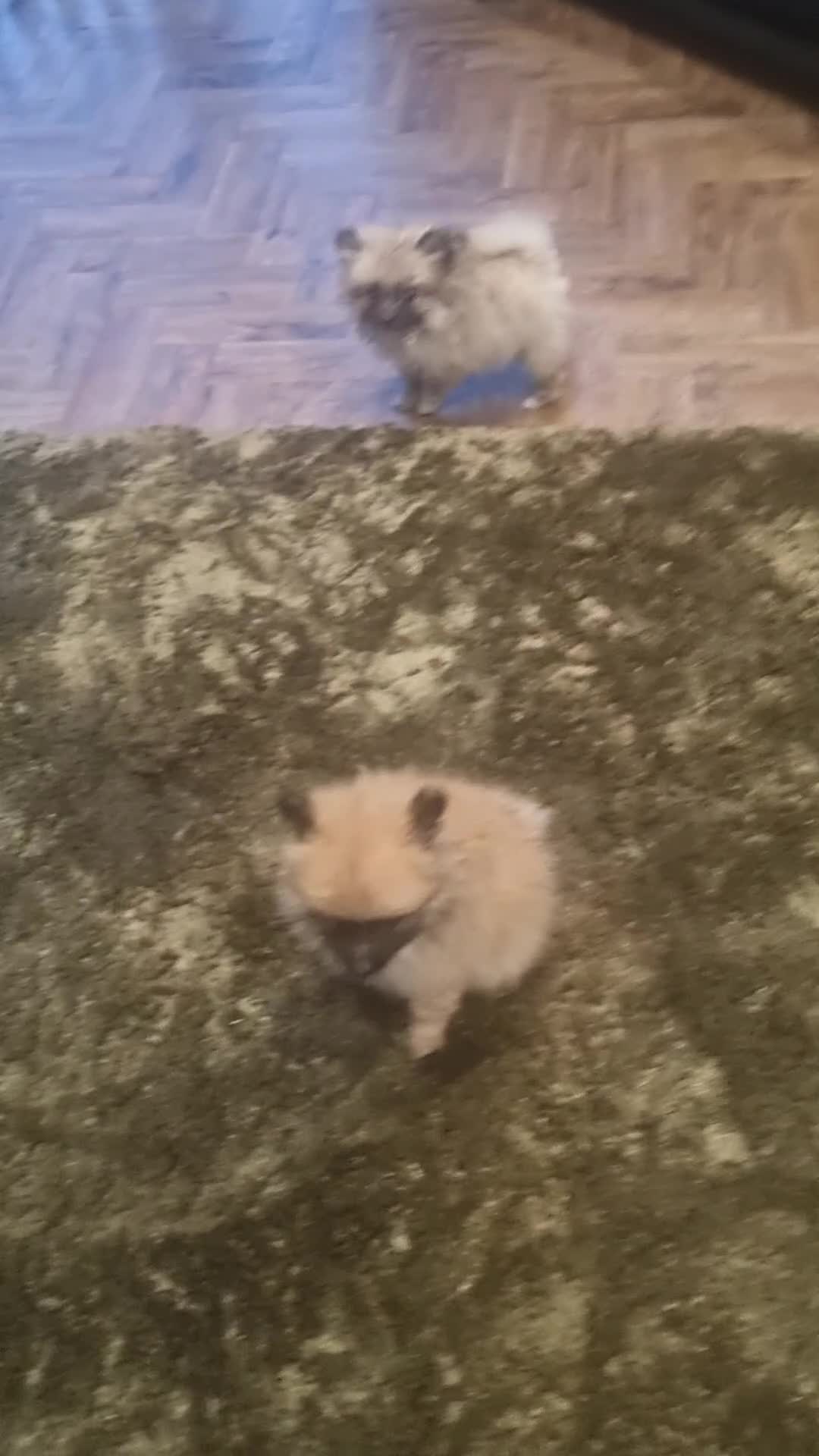 Pomeranian dogs for sale: Xxs Pomeraniums  - Video 2