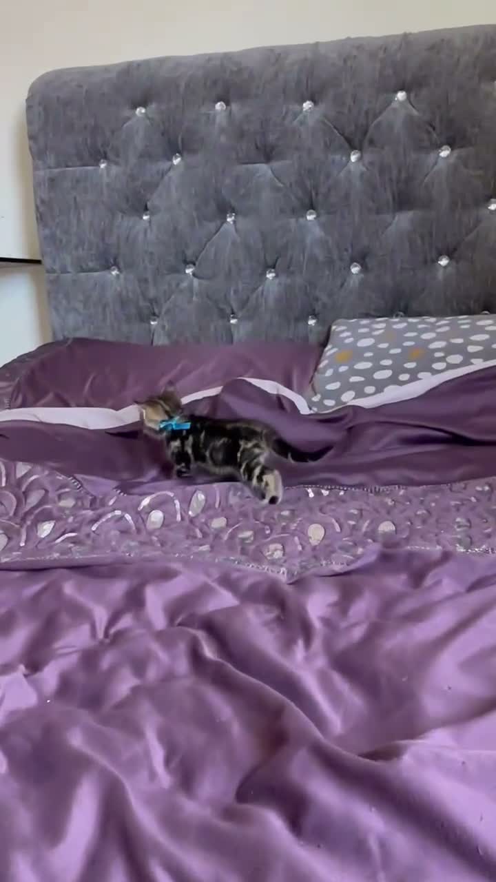 British Shorthair cats for sale: British short hair, male - Video 1