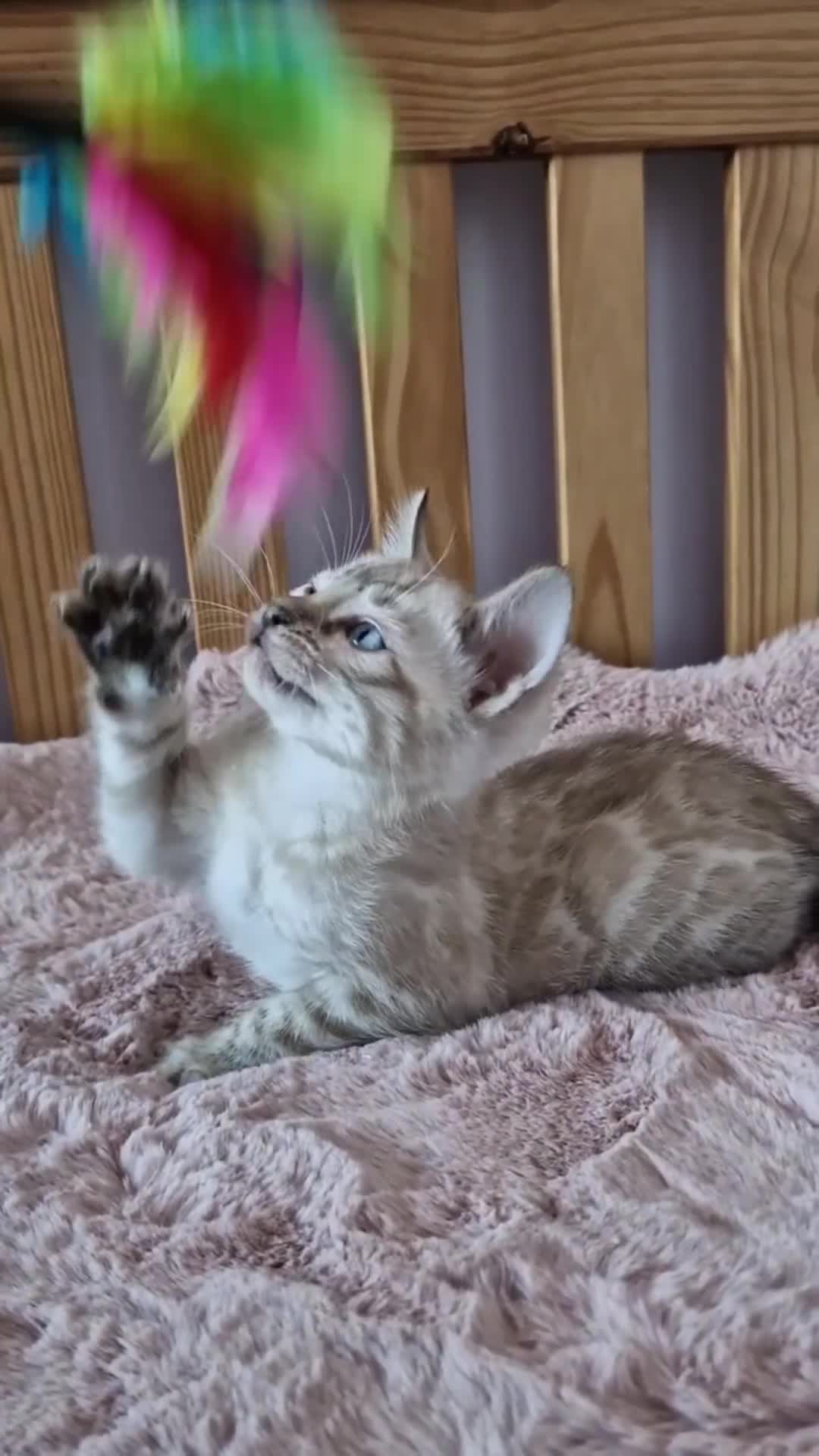 Bengal cats for sale: TICA Registered Snow Lynx Bengals–Open Reservation - Video 1