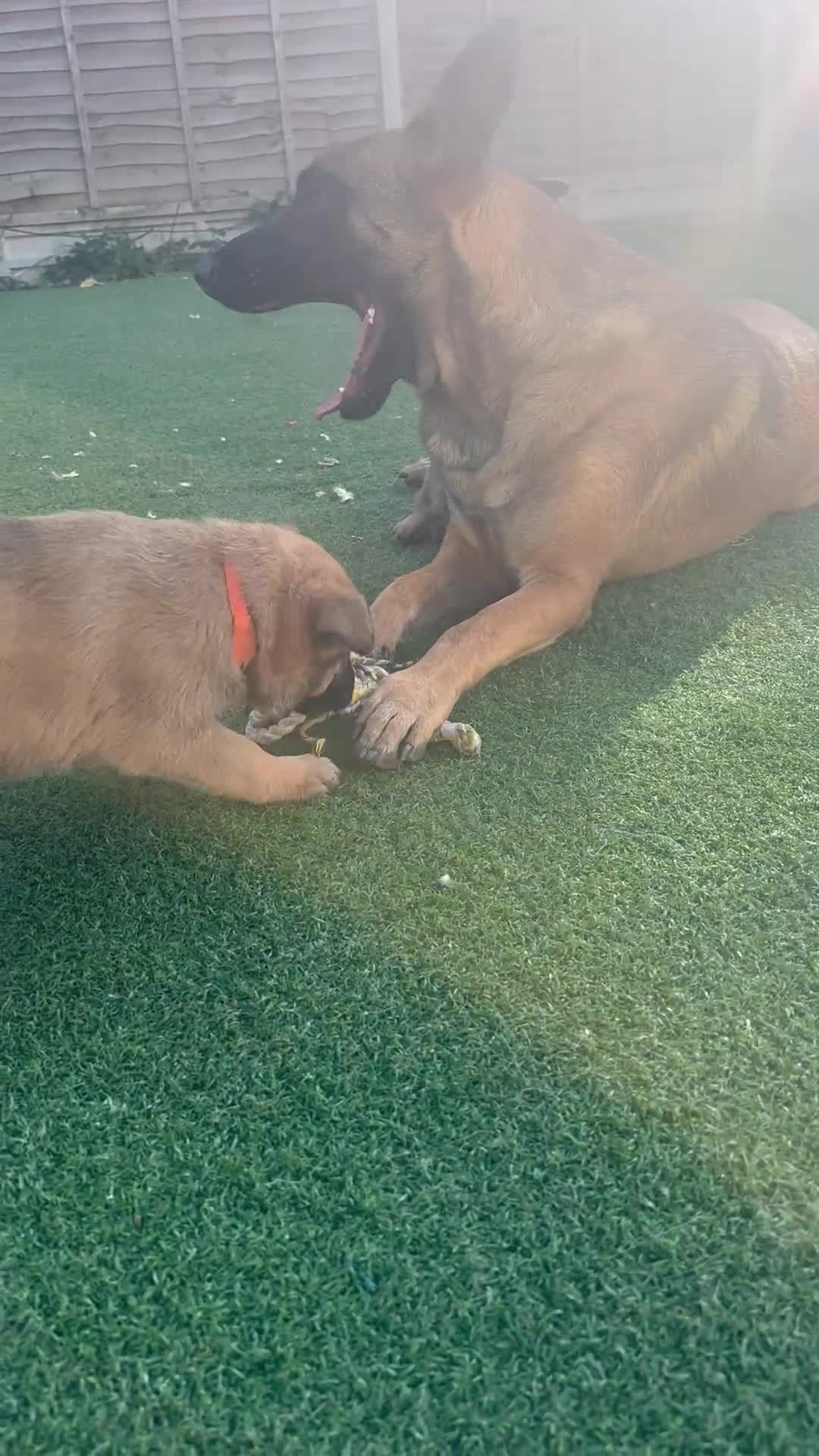 Mixed Breed dogs for sale:  4 Belgian Malinois & German Shepherd Puppies - Video 2