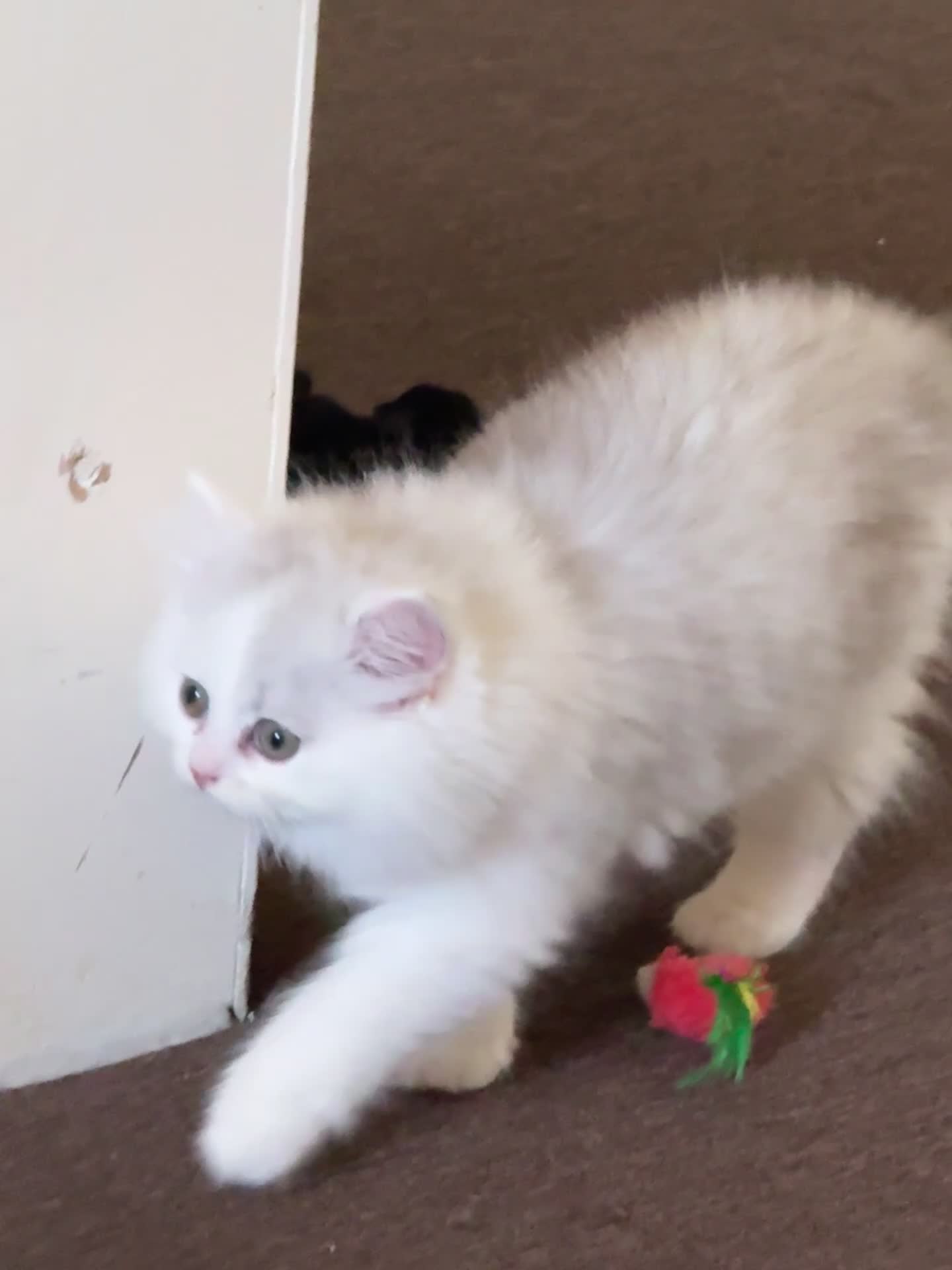 Persian cats for sale: Persian Chinchilla Kittens - Video 1
